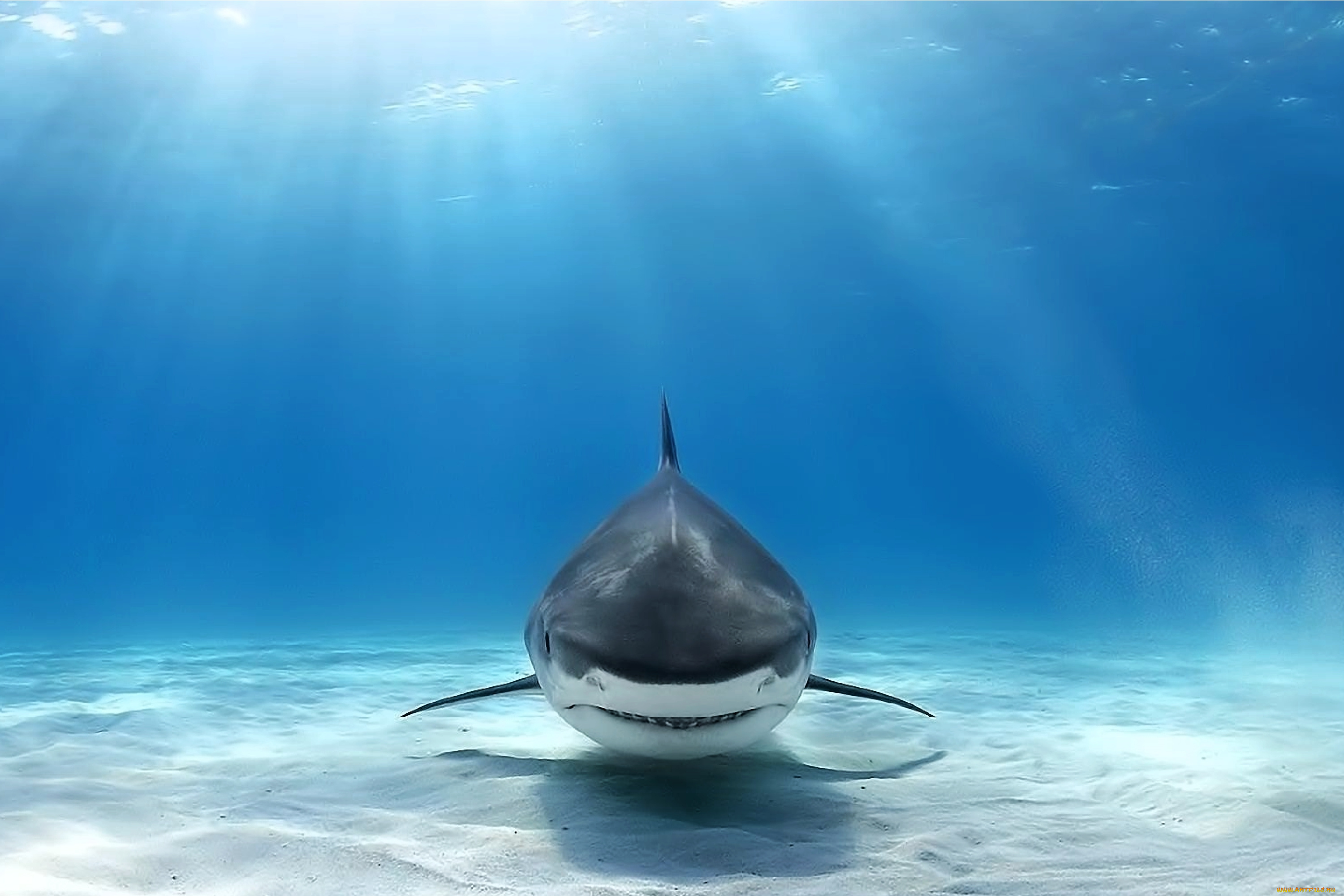 great, white, shark, животные, акулы, great, white, shark