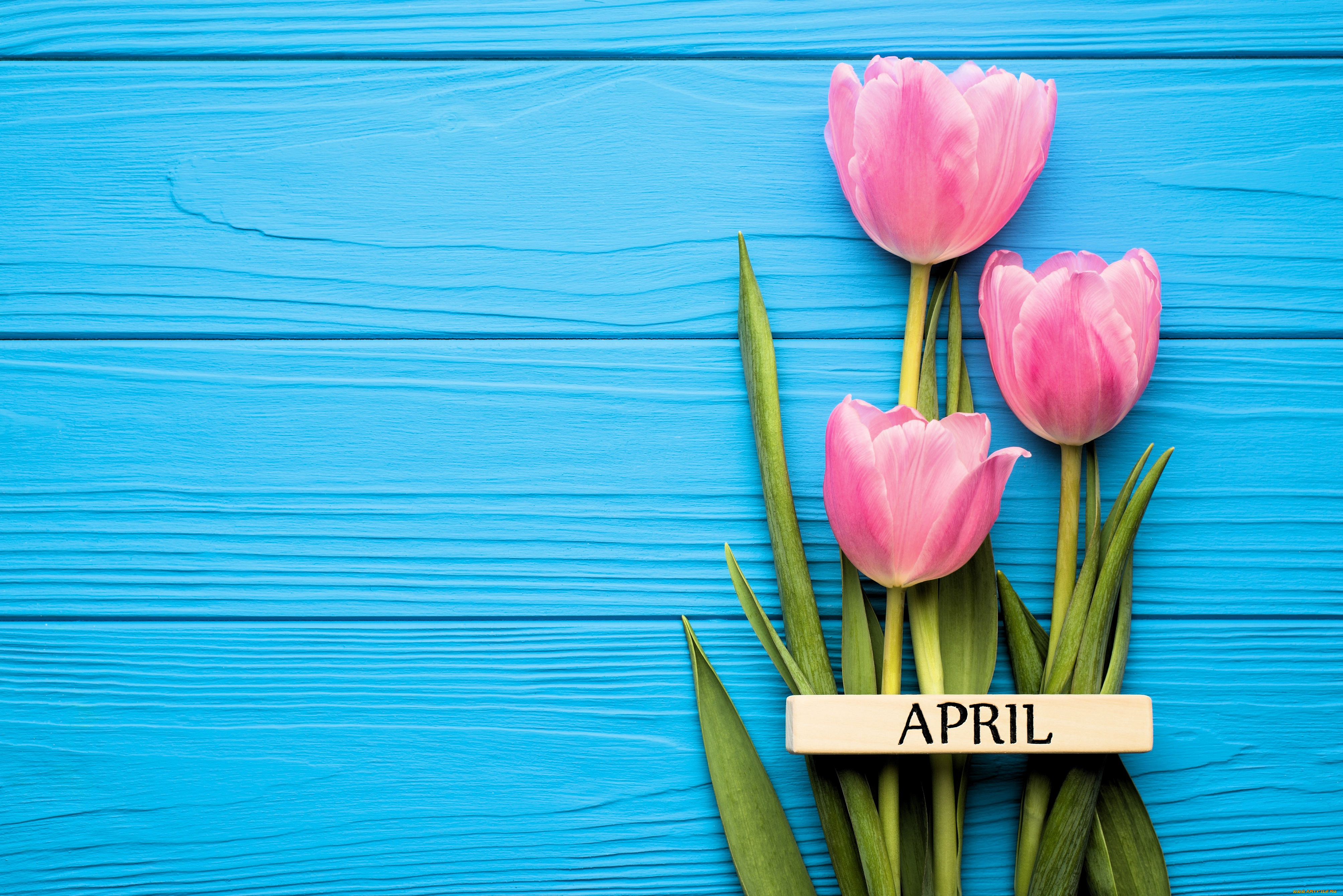 цветы, тюльпаны, розовые, табличка, апрель