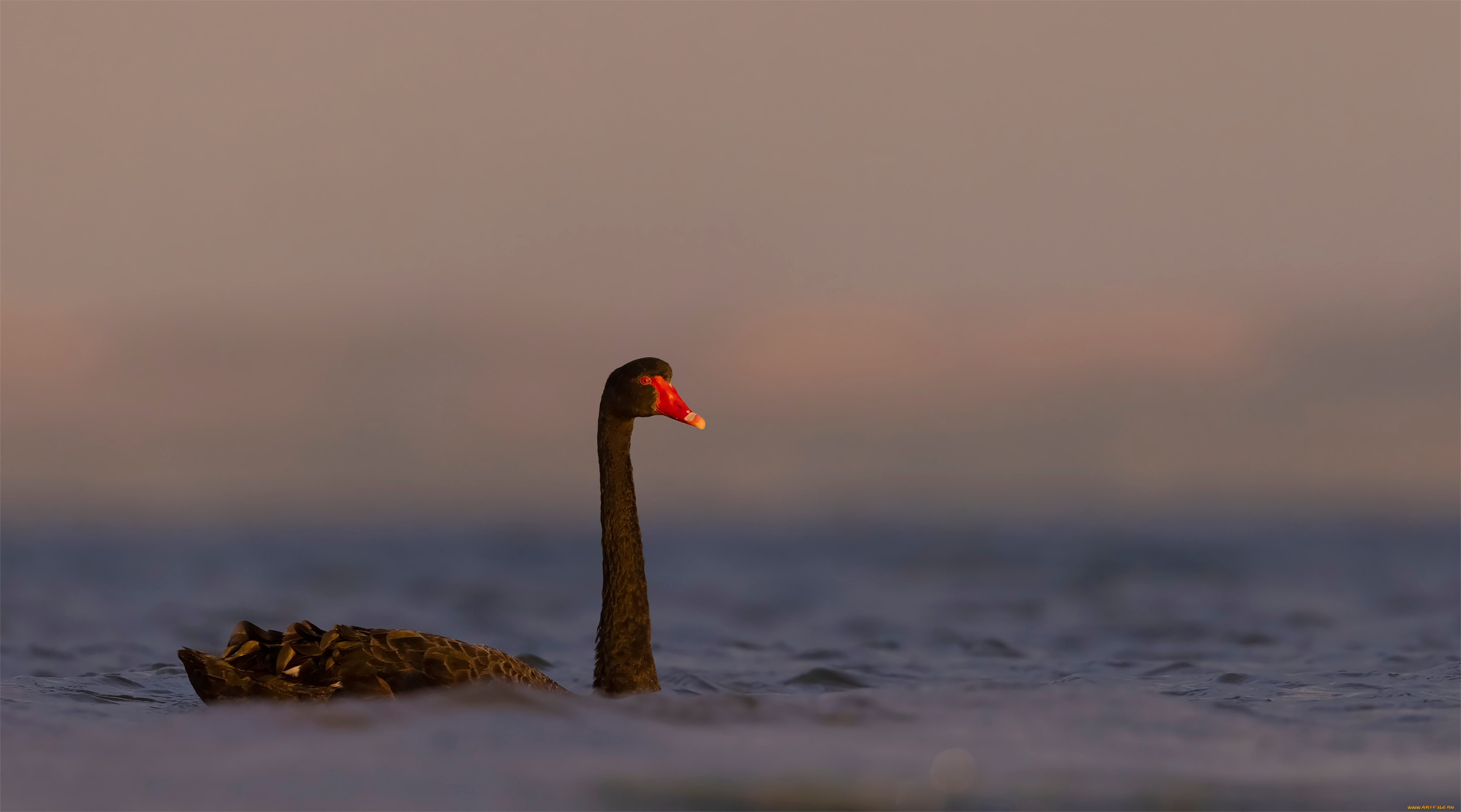 black, swan, животные, лебеди, black, swan