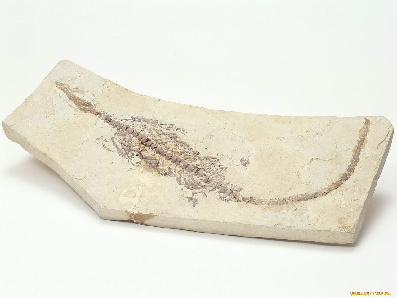 разное, ракушки, кораллы, декоративные, spa, камни