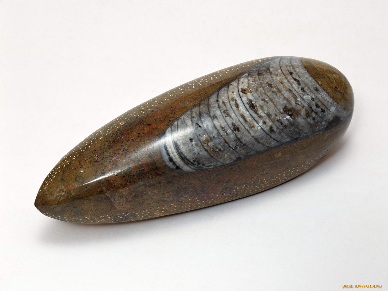 разное, ракушки, кораллы, декоративные, spa, камни