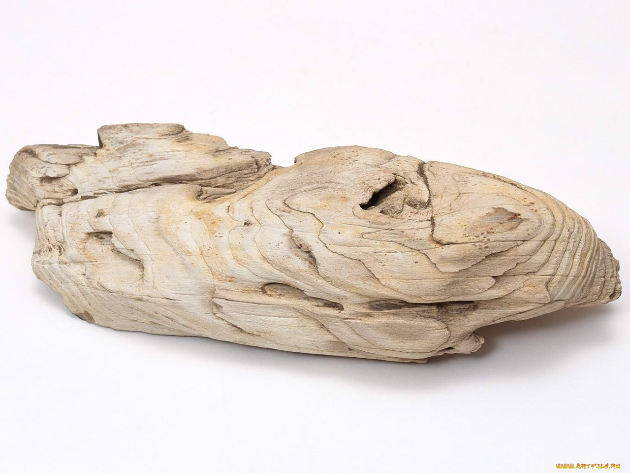 разное, ракушки, кораллы, декоративные, spa, камни