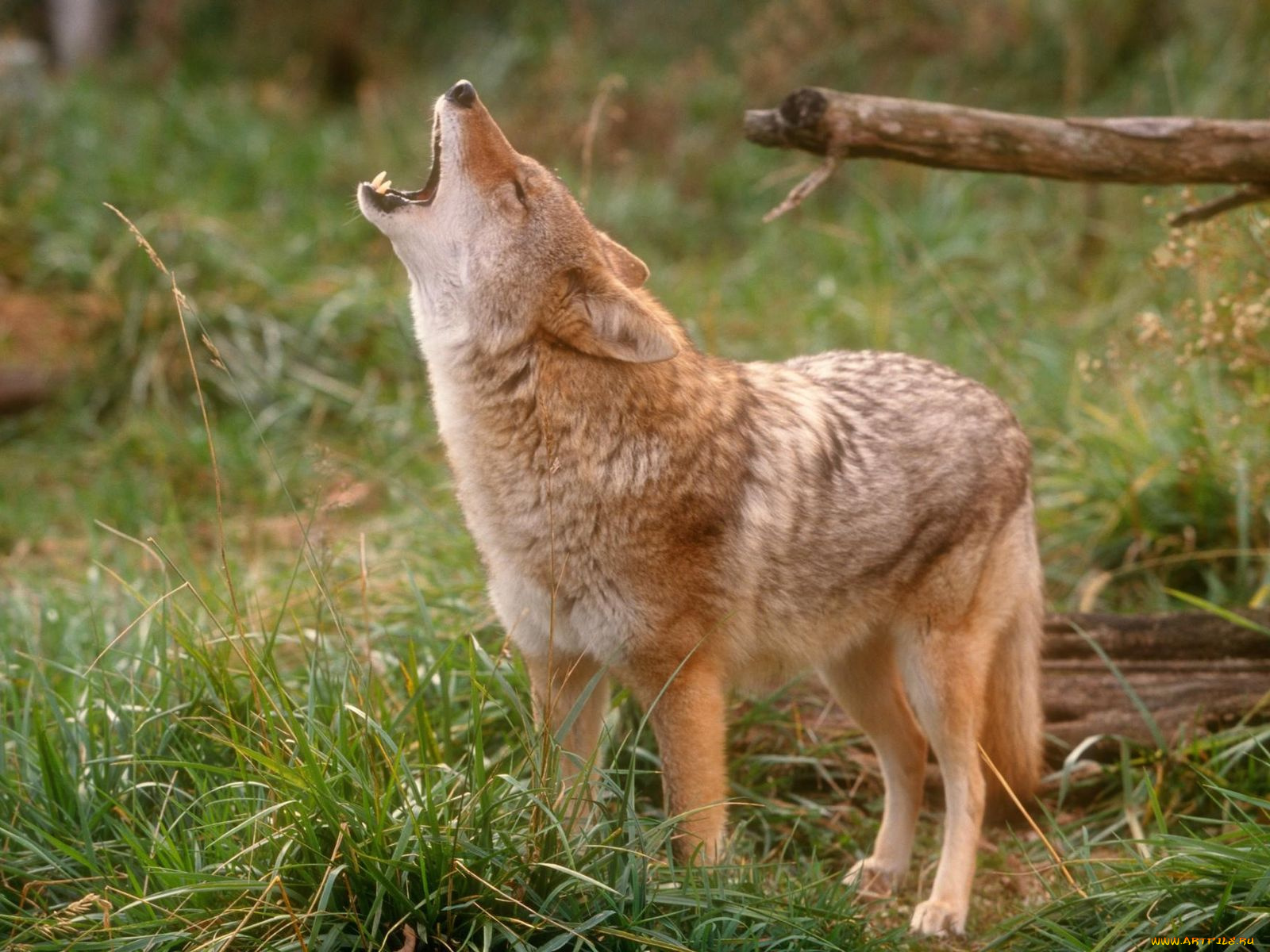 животные, волки