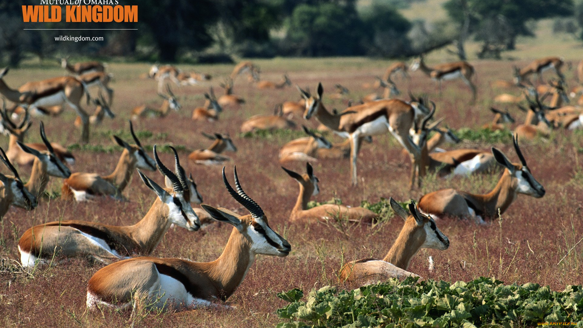 животные, антилопы