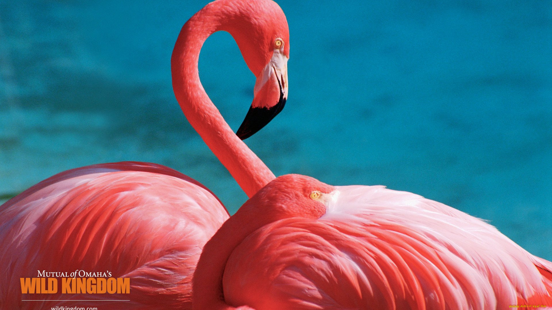 животные, фламинго