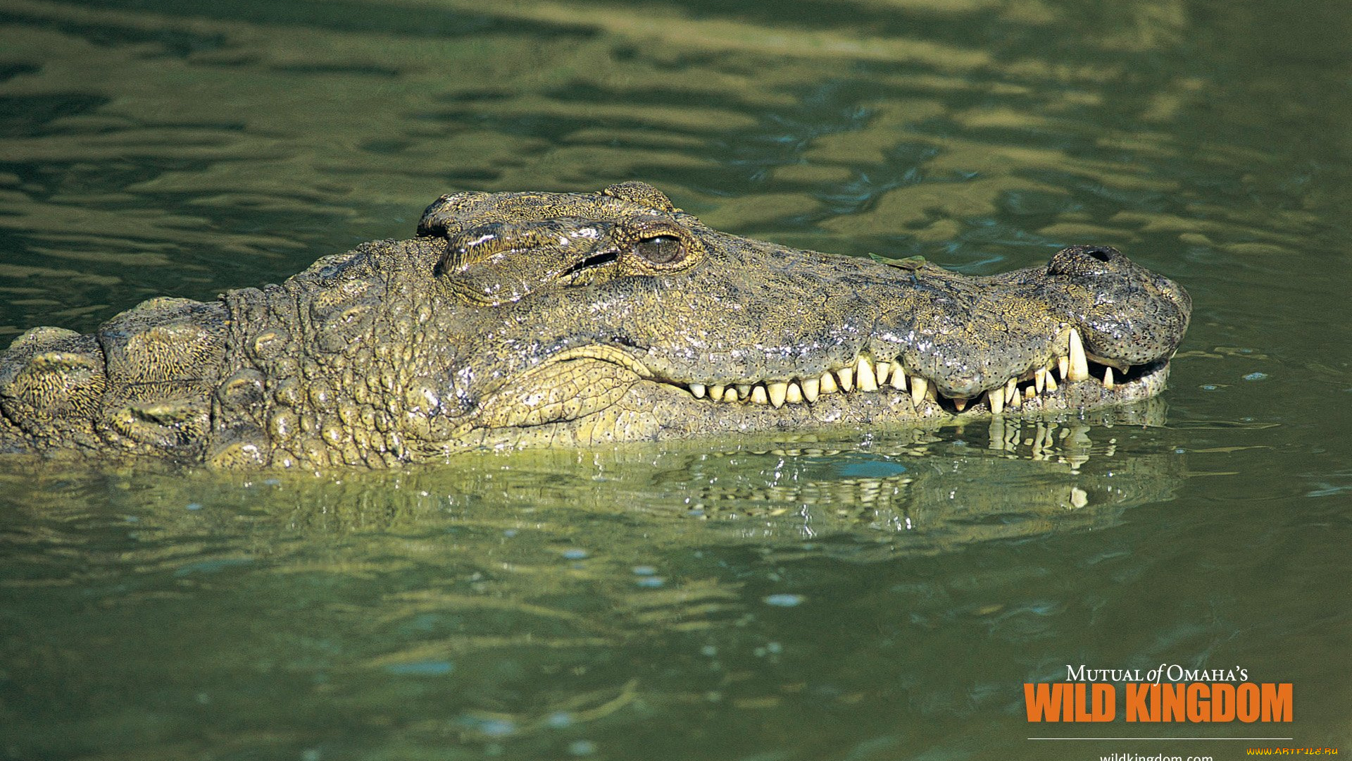 животные, крокодилы