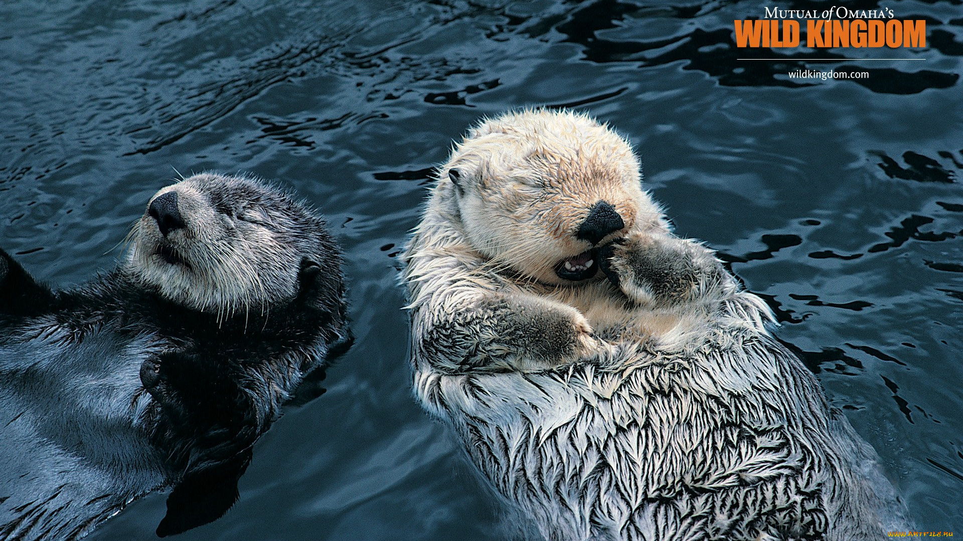 животные, выдры, каланы, ондатры