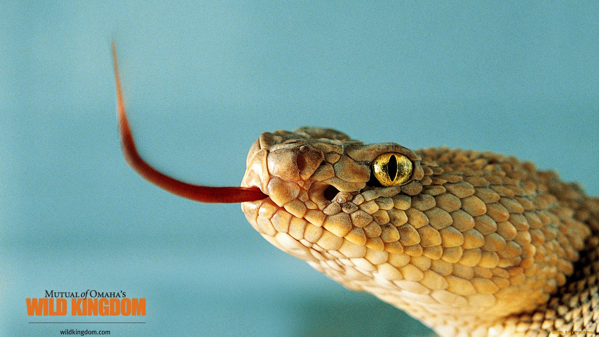 животные, змеи, питоны, кобры