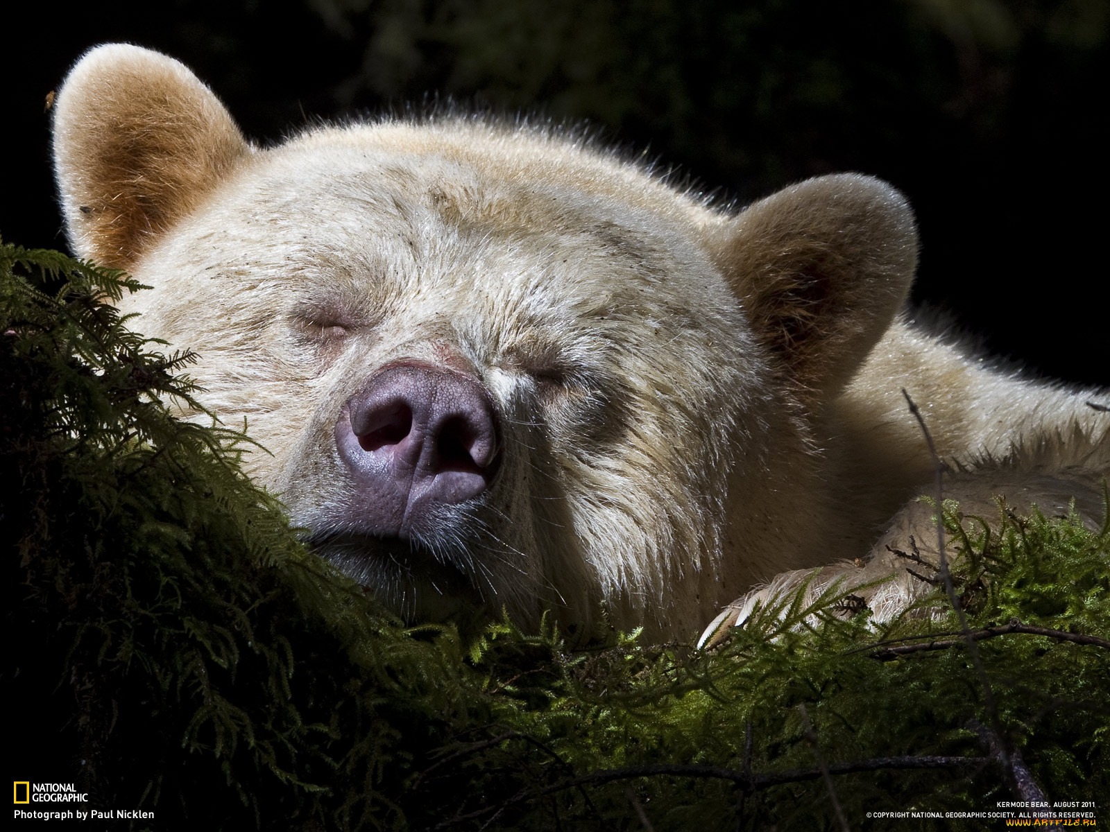 животные, медведи