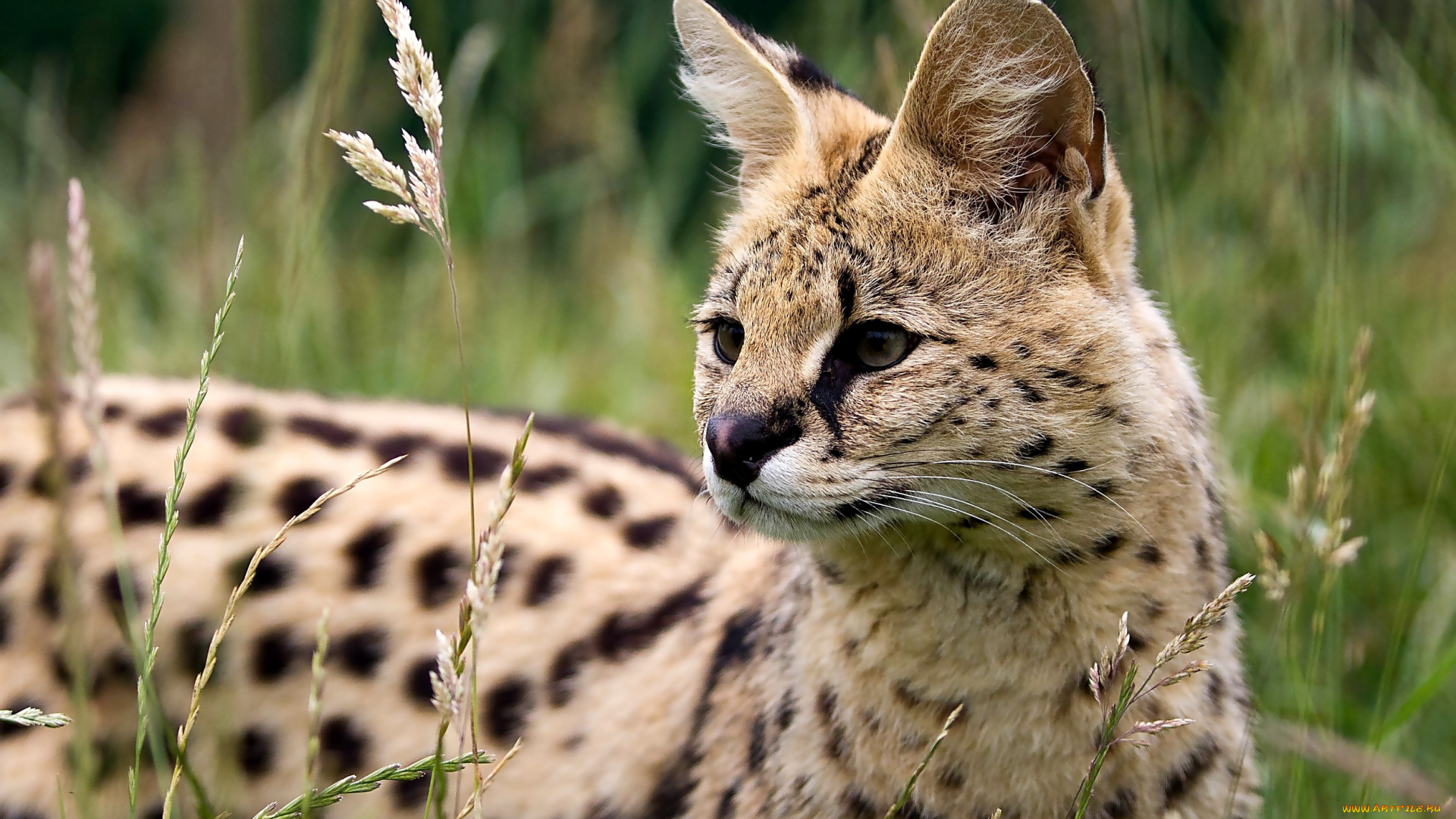 животные, сервалы, пятна, взгляд