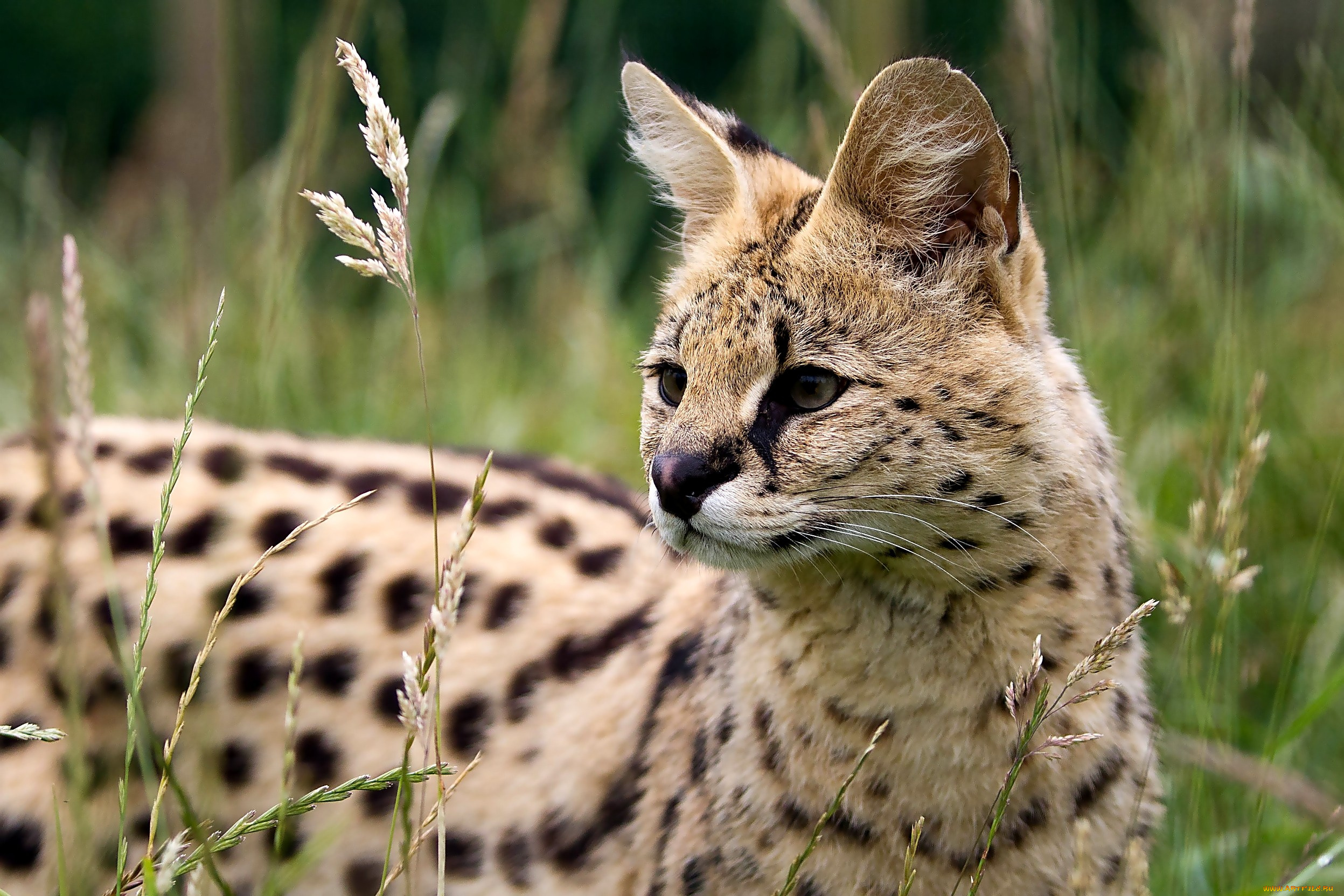 животные, сервалы, пятна, взгляд