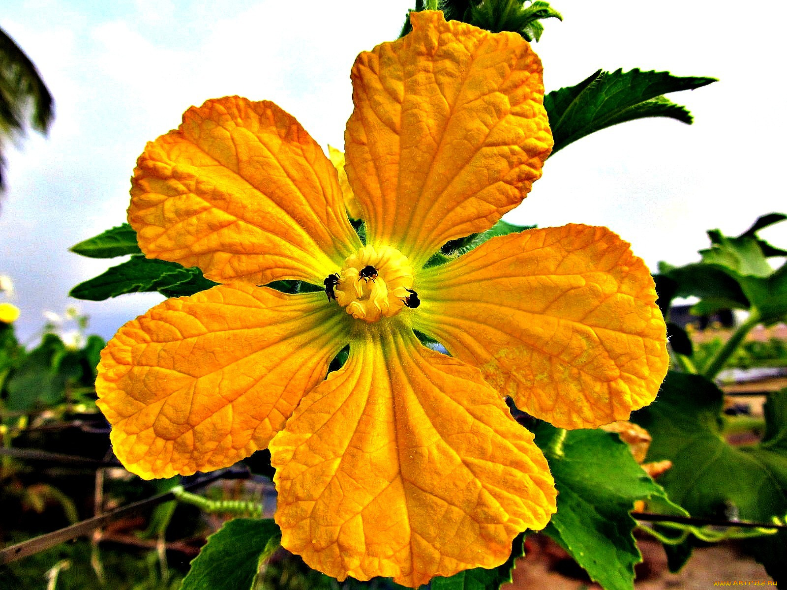 цветы, пчелы, лепестки