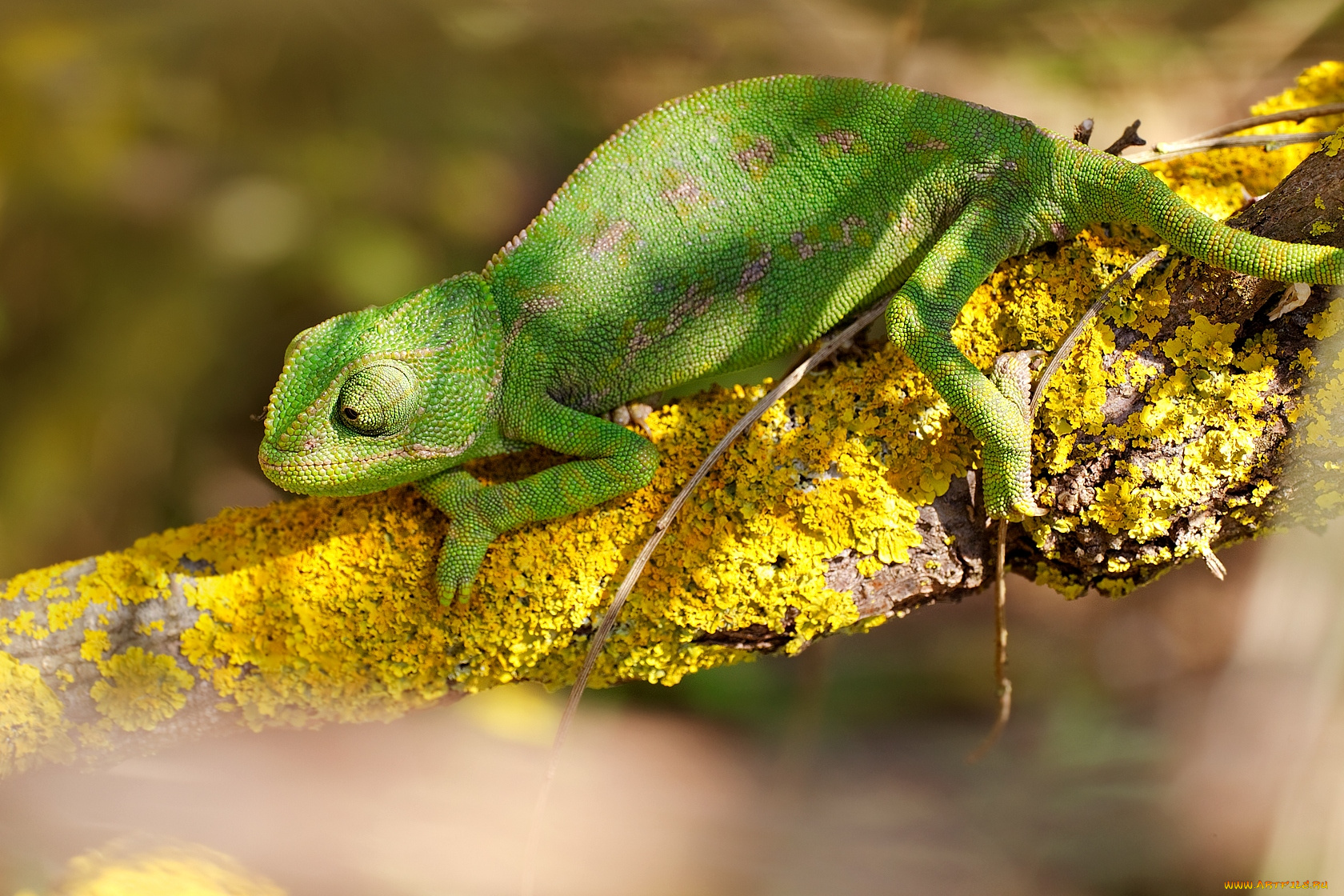 животные, хамелеоны, зеленый