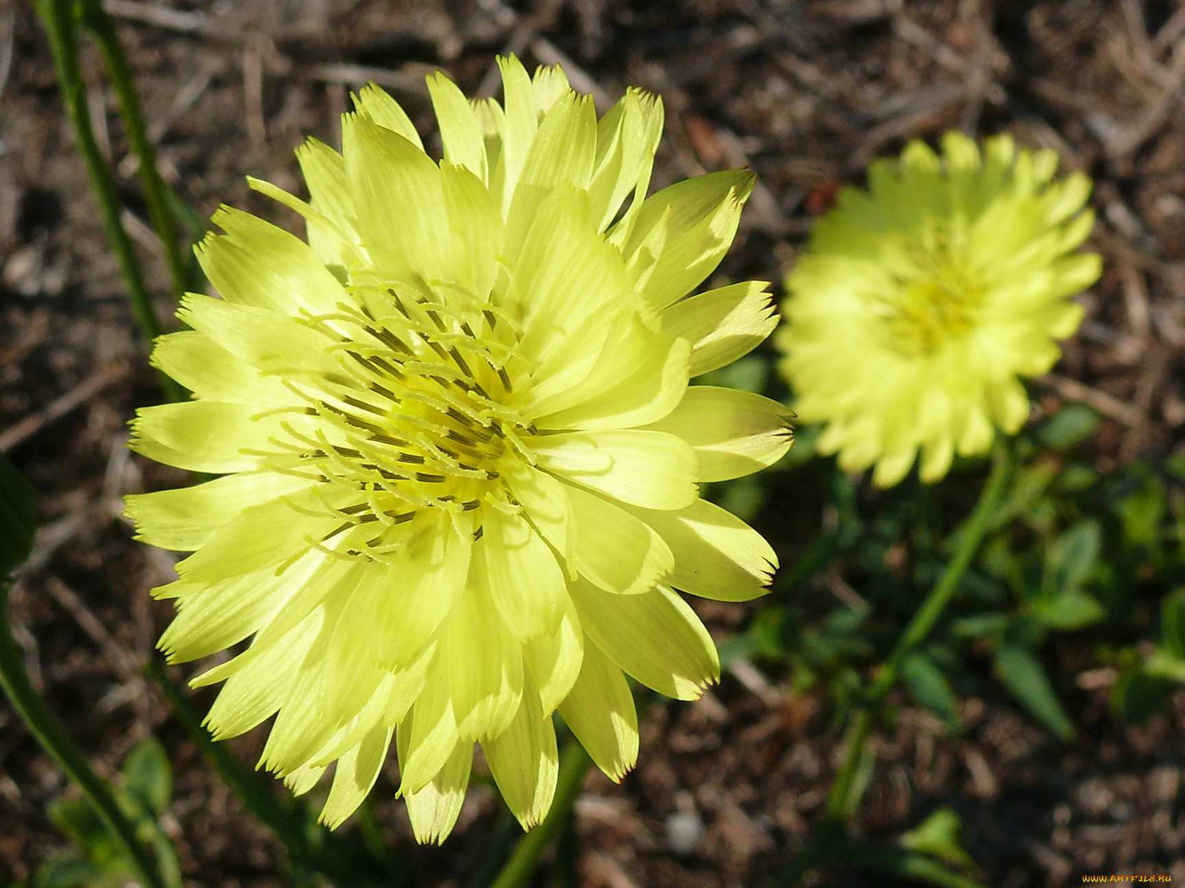 цветы, желтые, лепестки