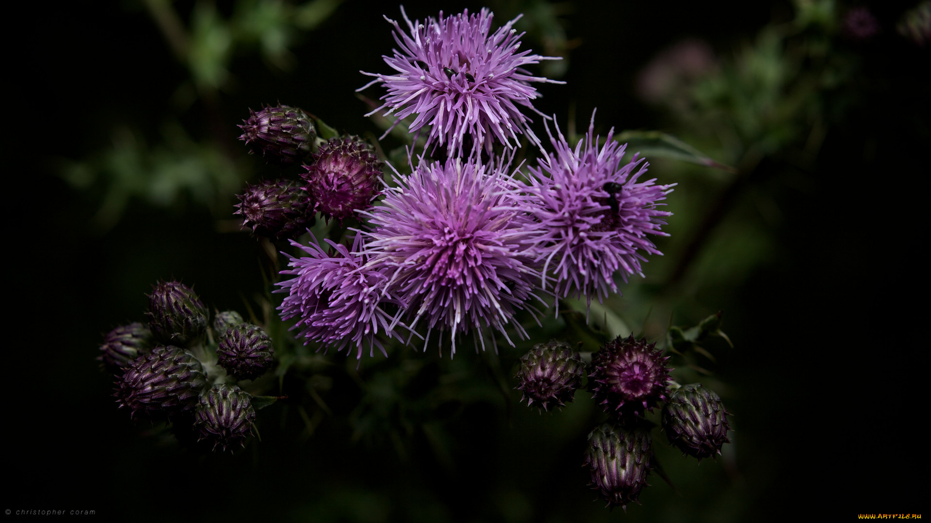 цветы, Чертополох, репейник, ночь