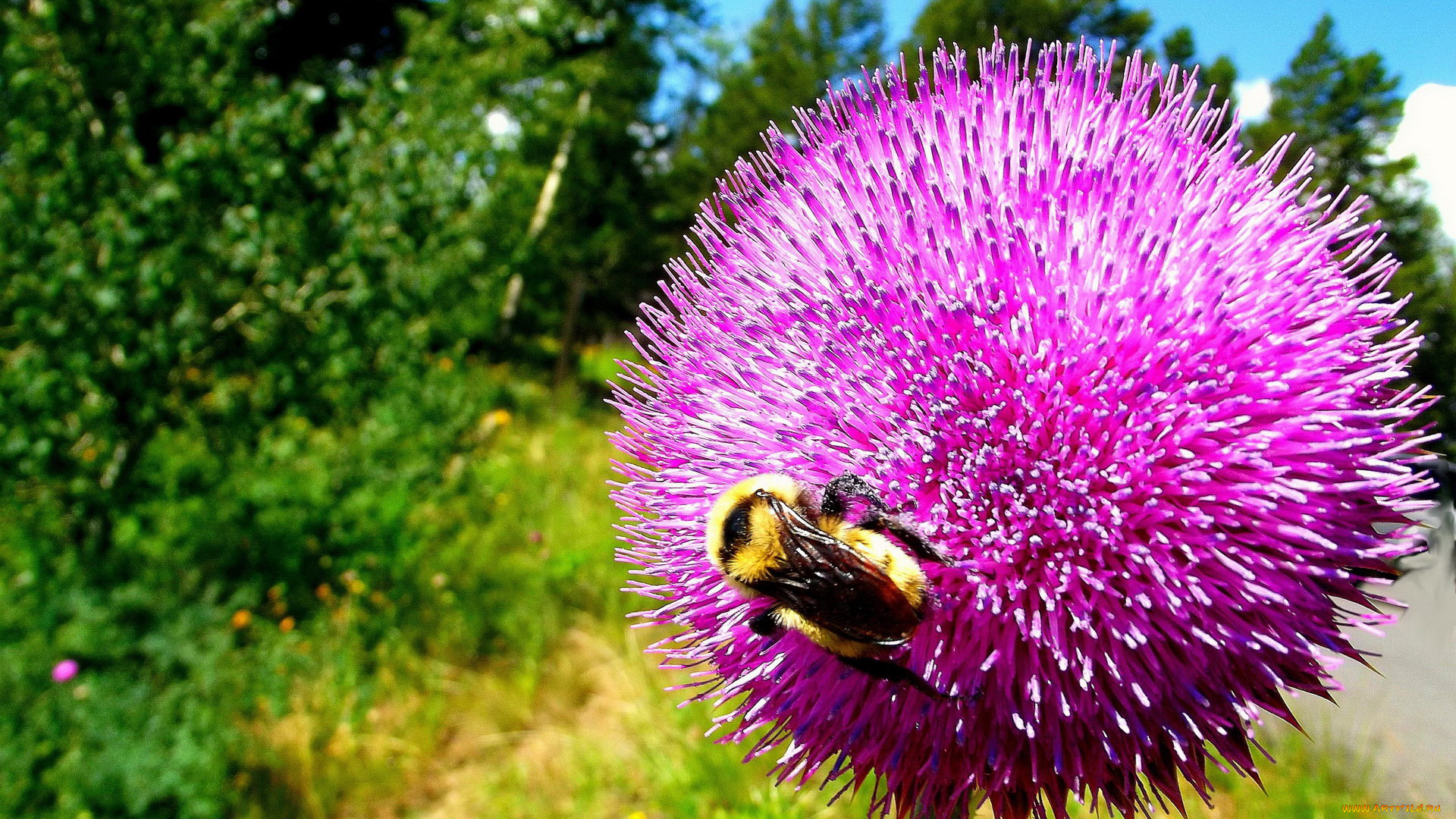 цветы, Чертополох, репейник, шмель, цветок