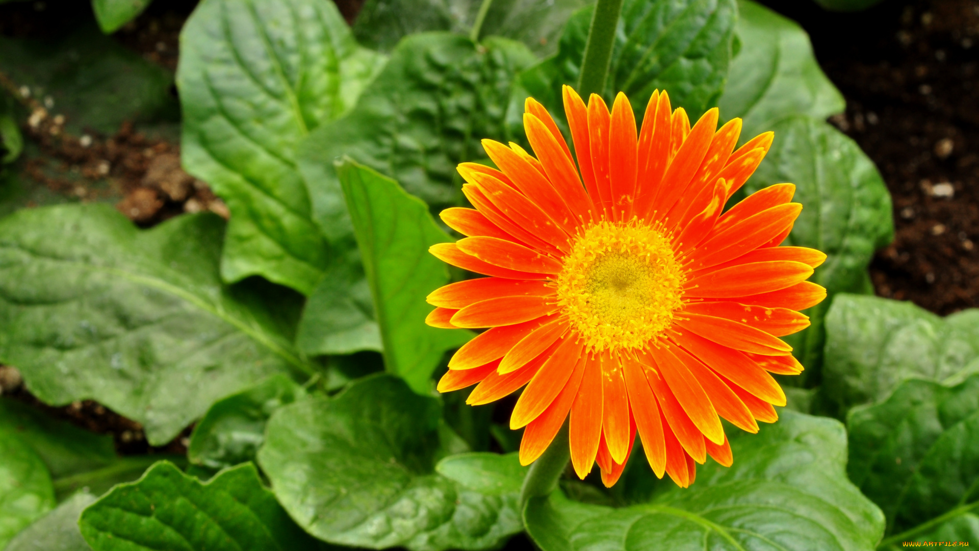 цветы, герберы, оранжевый