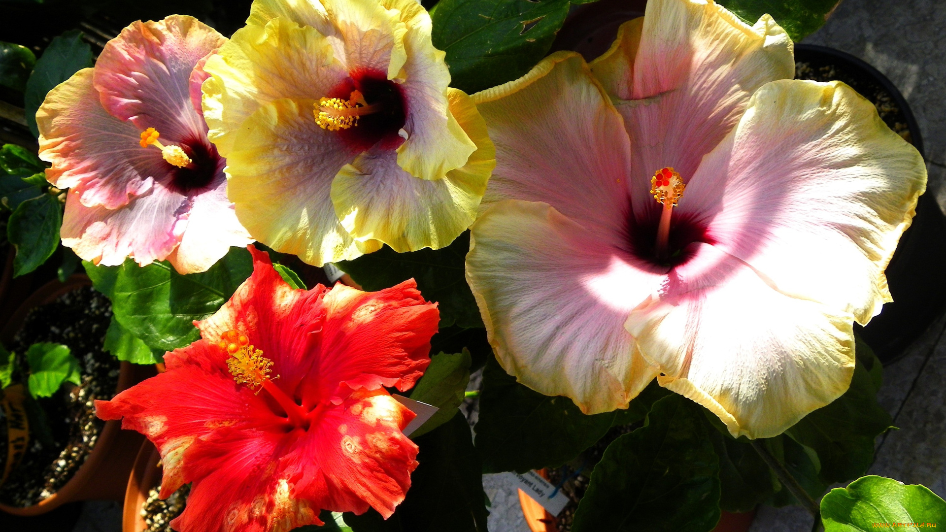 цветы, гибискусы, экзотика, депестки