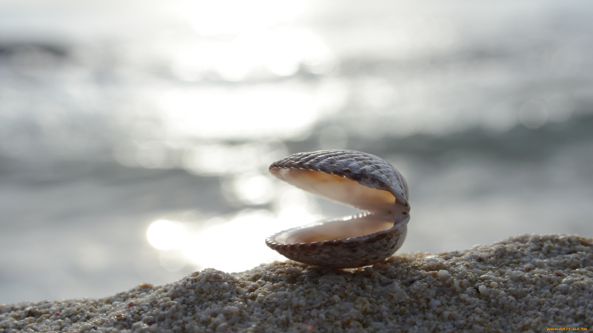 разное, ракушки, кораллы, декоративные, spa, камни, побережье, ракушка