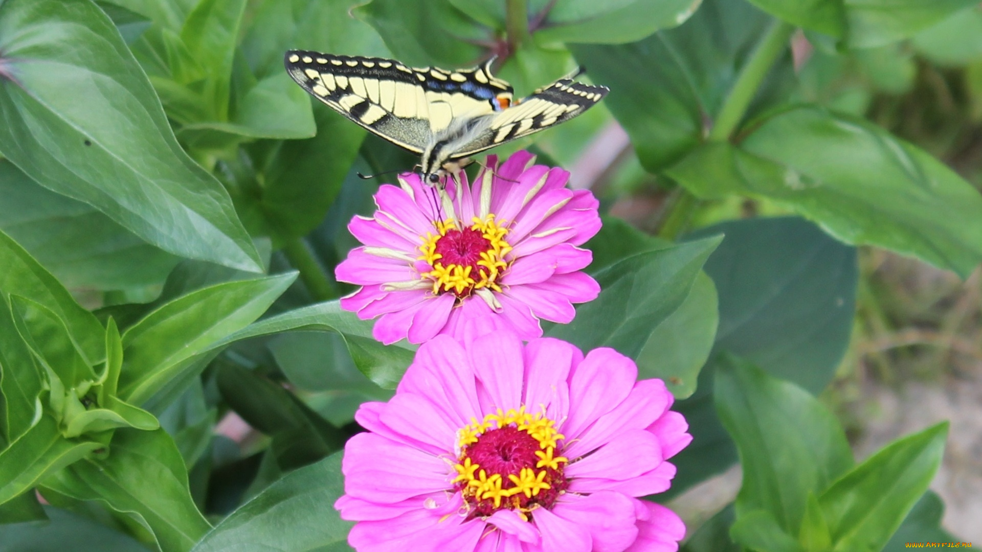 животные, бабочки, махаон