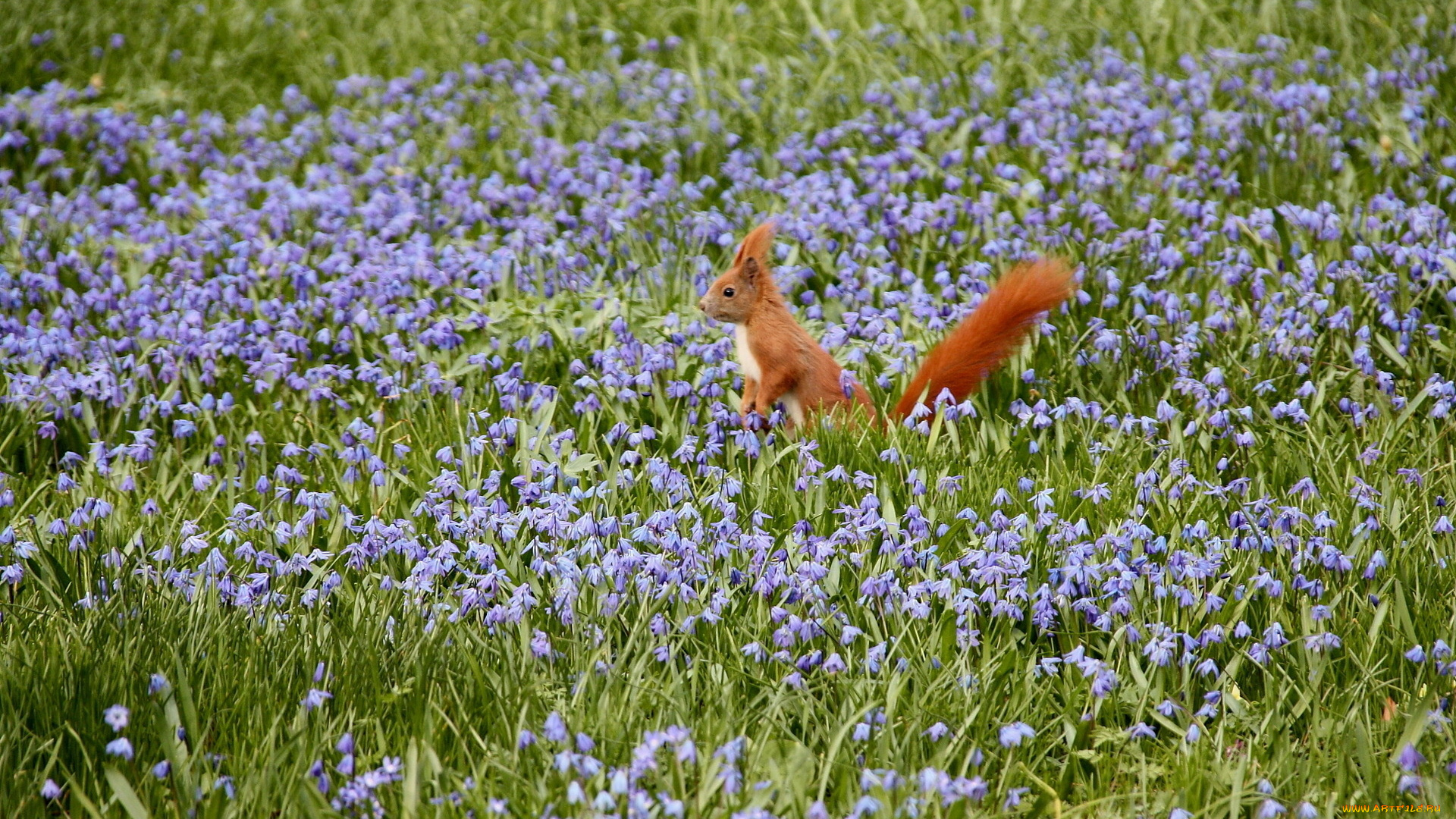 животные, белки, цветы, белка, природа, поле