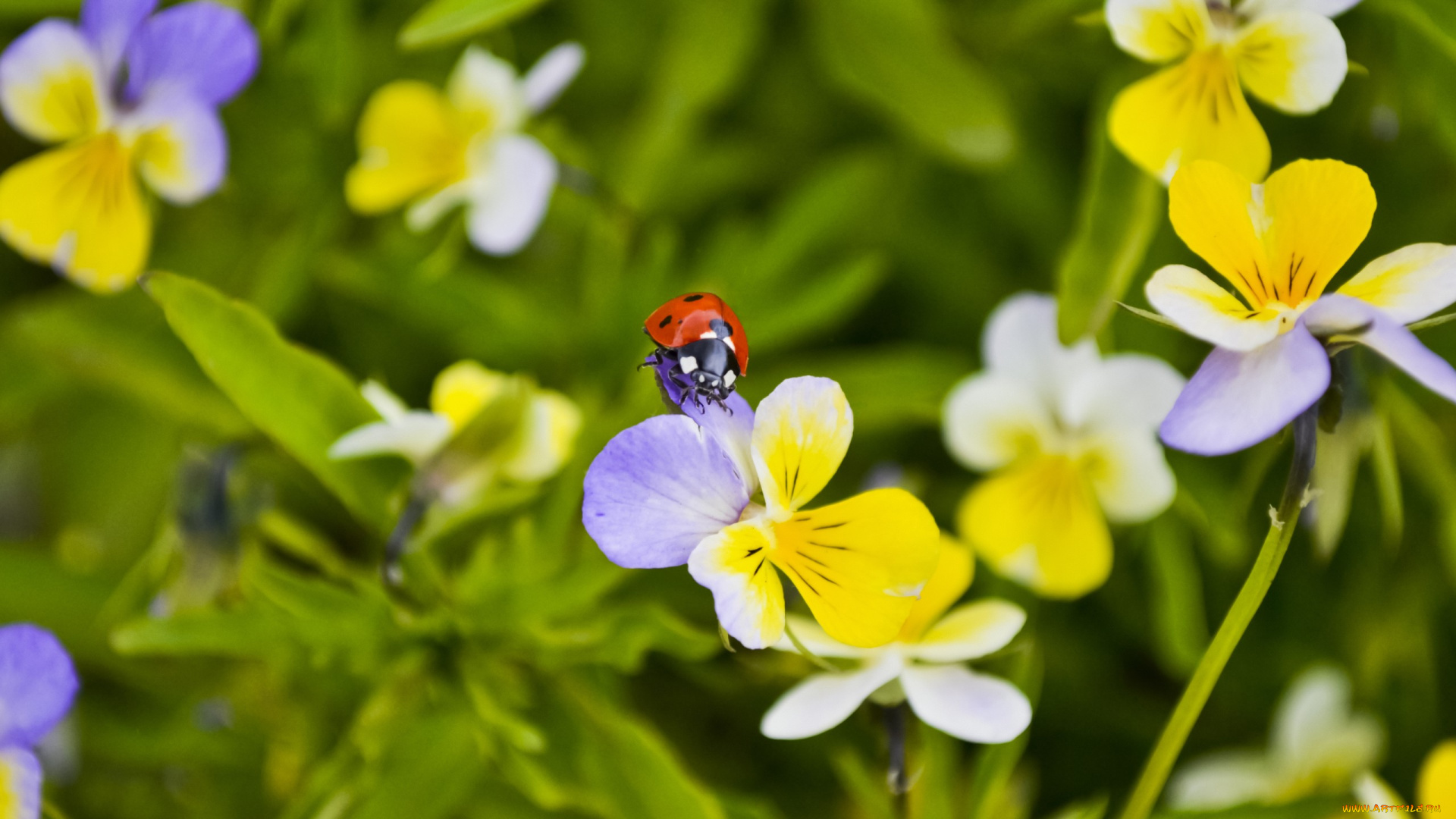 животные, божьи, коровки, божья, коровка