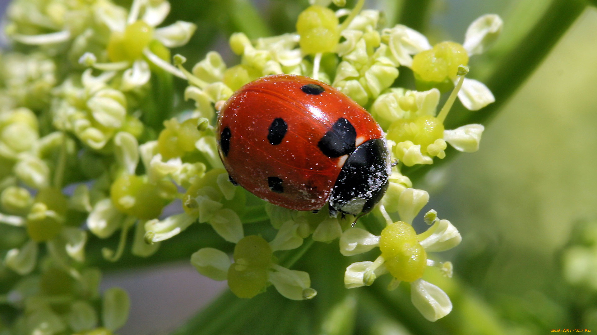 животные, божьи, коровки, божья, коровка