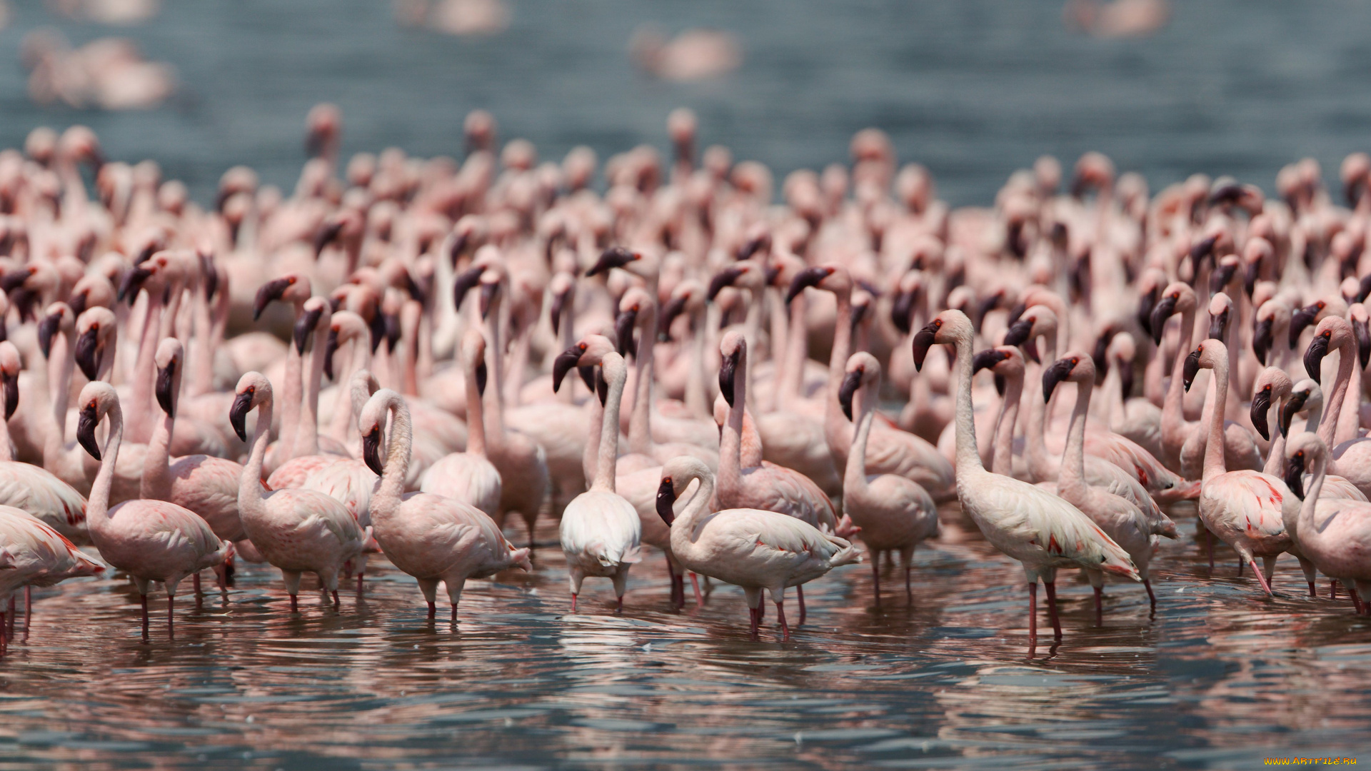 животные, фламинго, птицы, популяция
