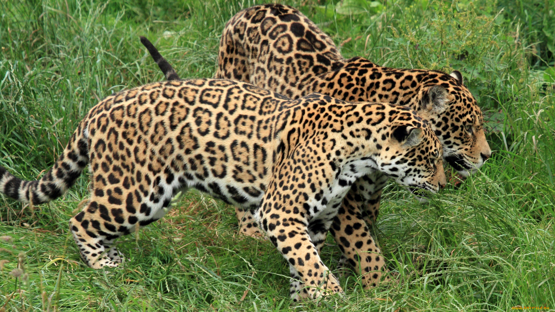 животные, Ягуары, пара, хищники, ягуары