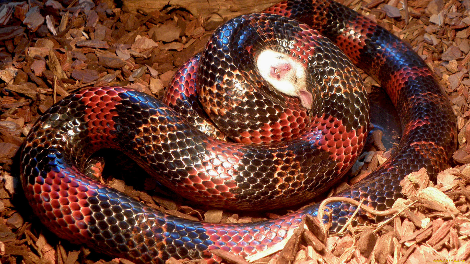 животные, змеи, питоны, кобры, змея