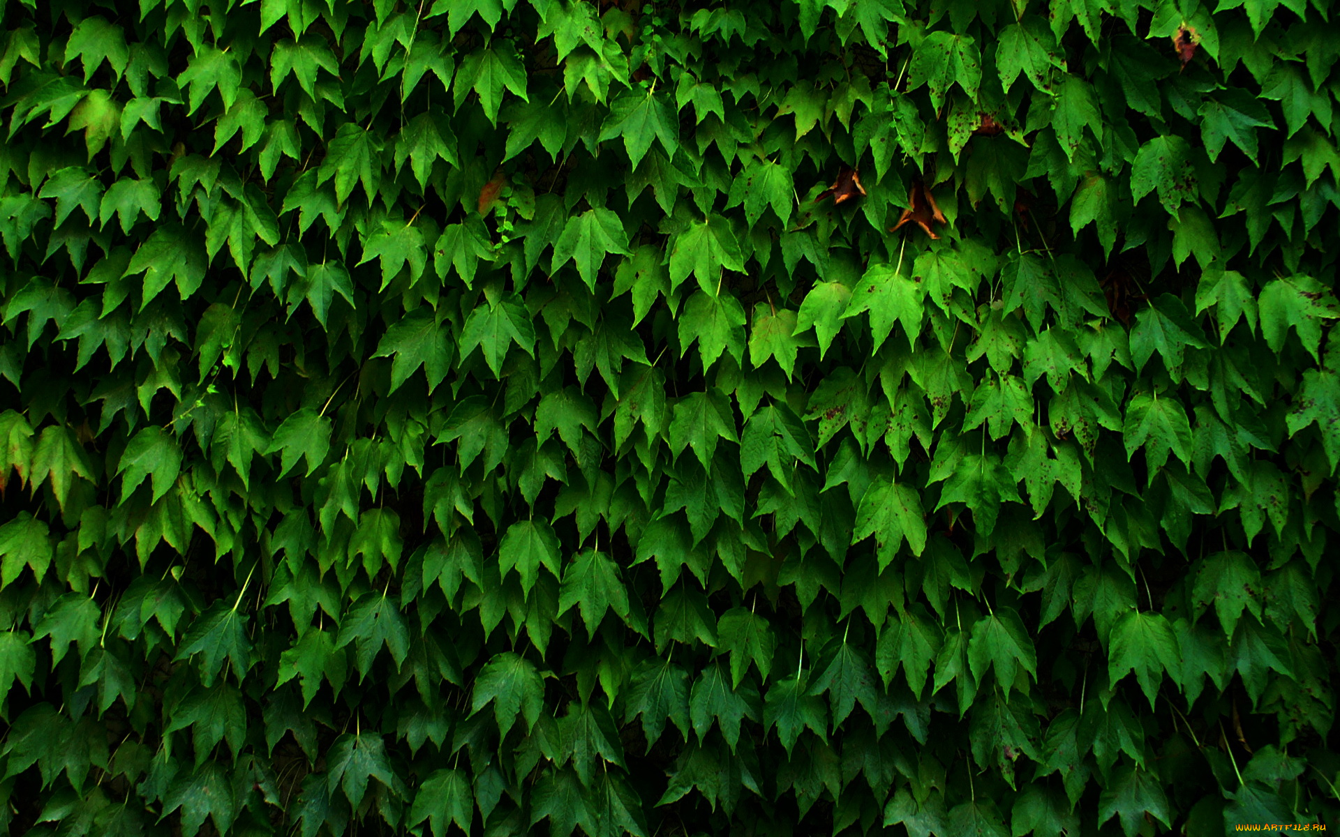 природа, листья, лето