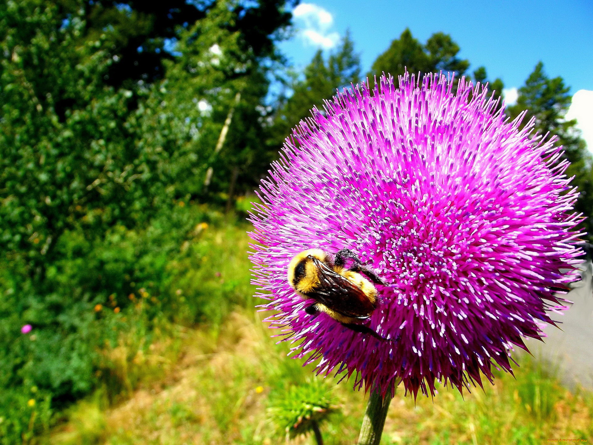 цветы, Чертополох, репейник, шмель, цветок