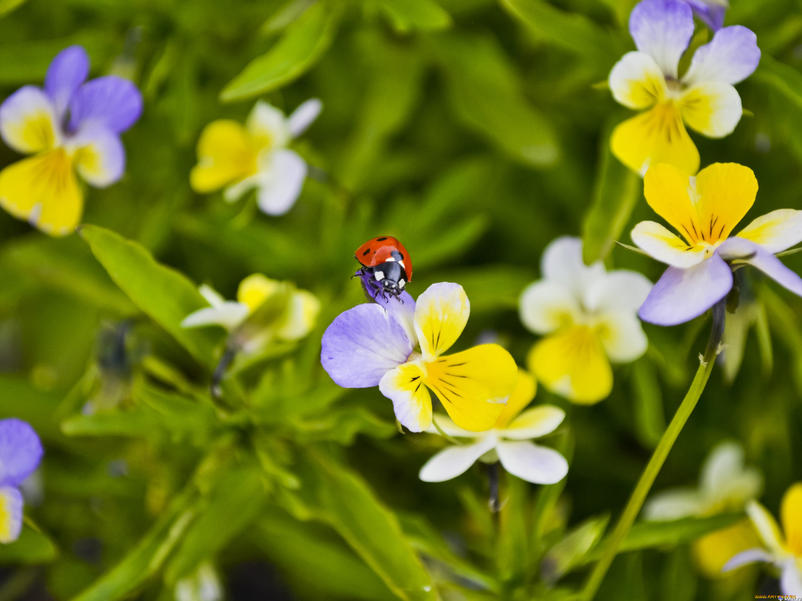 животные, божьи, коровки, божья, коровка