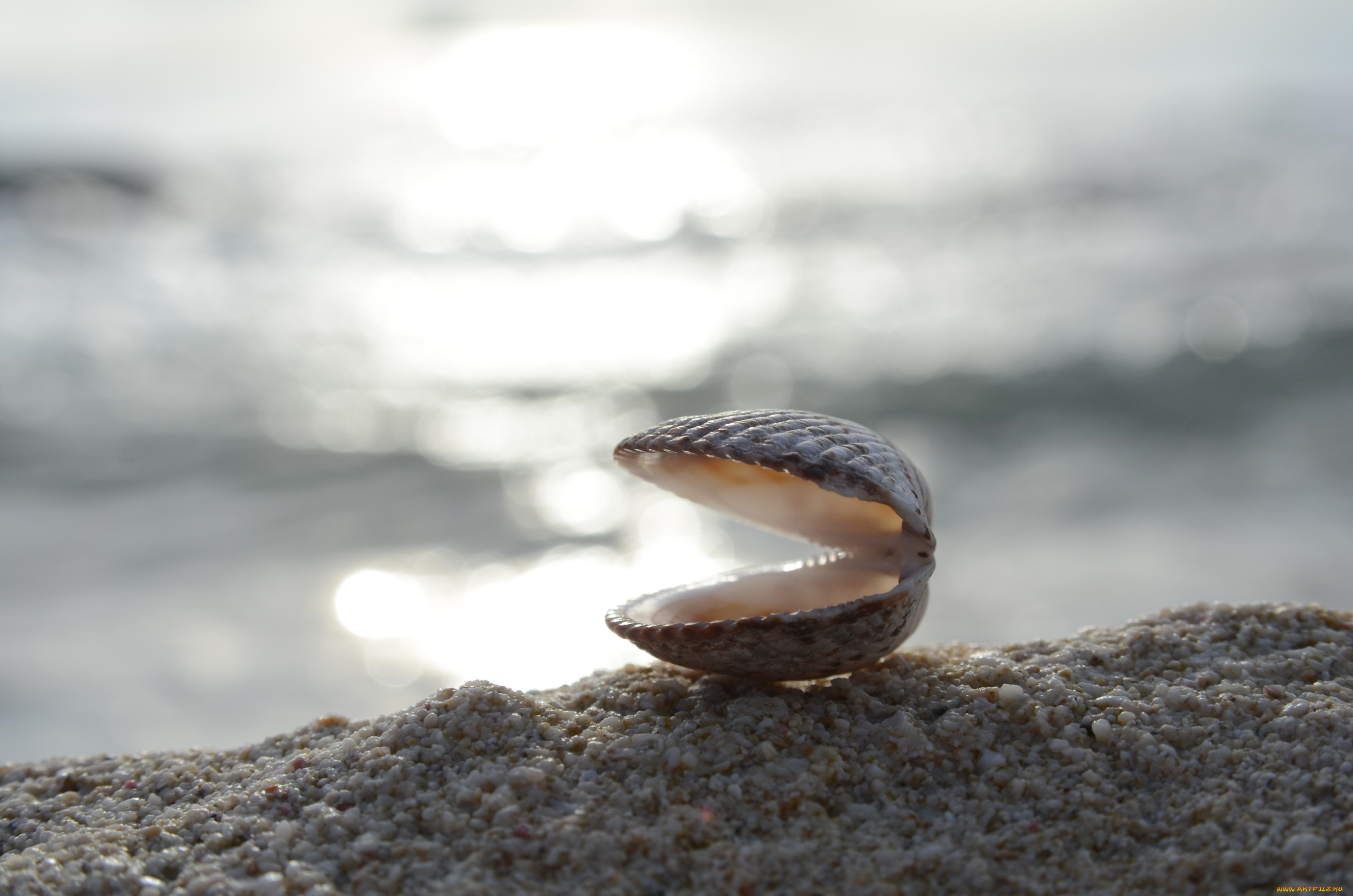 разное, ракушки, кораллы, декоративные, spa, камни, побережье, ракушка