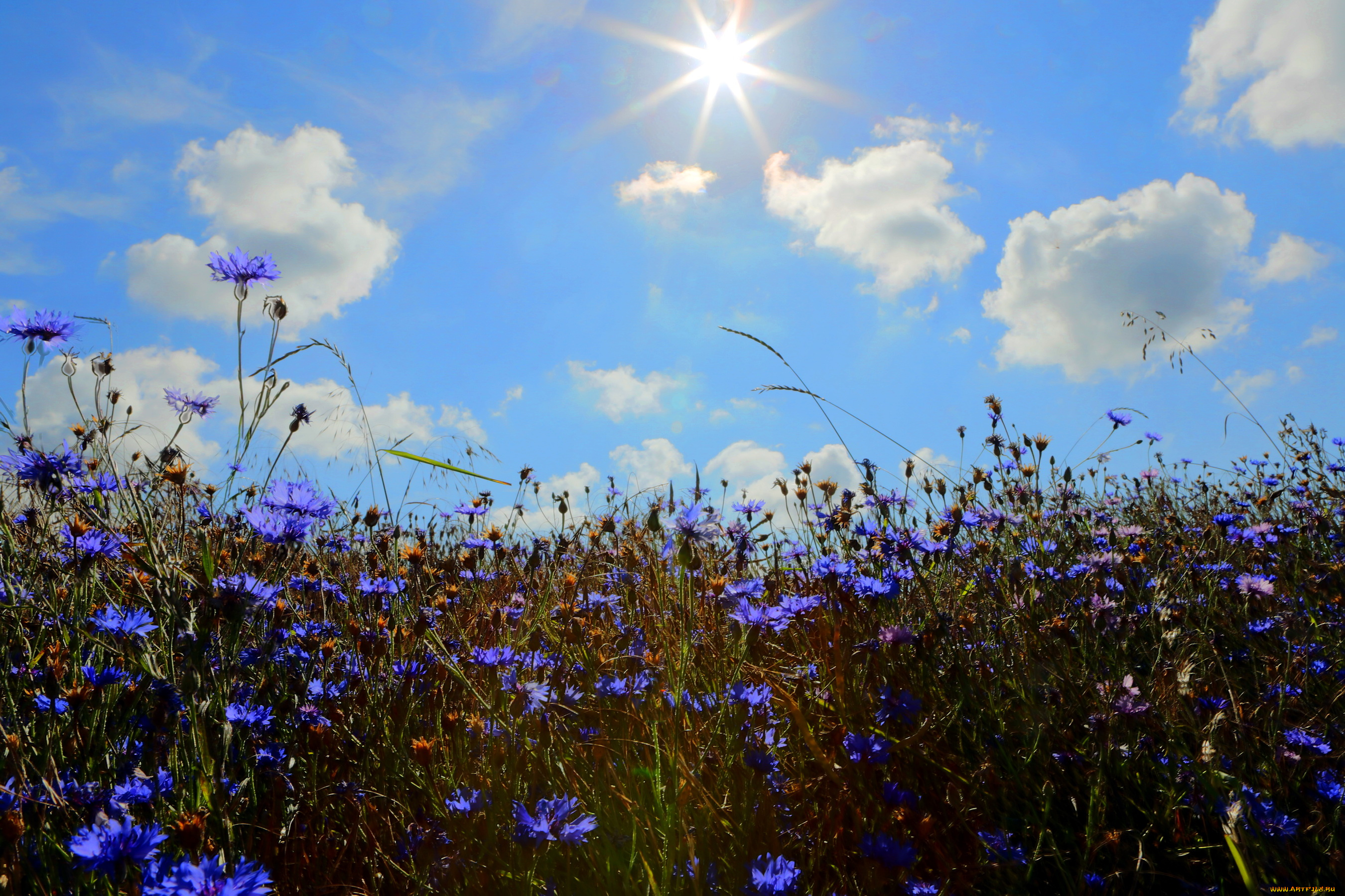 цветы, васильки, поле, ромашки, облака