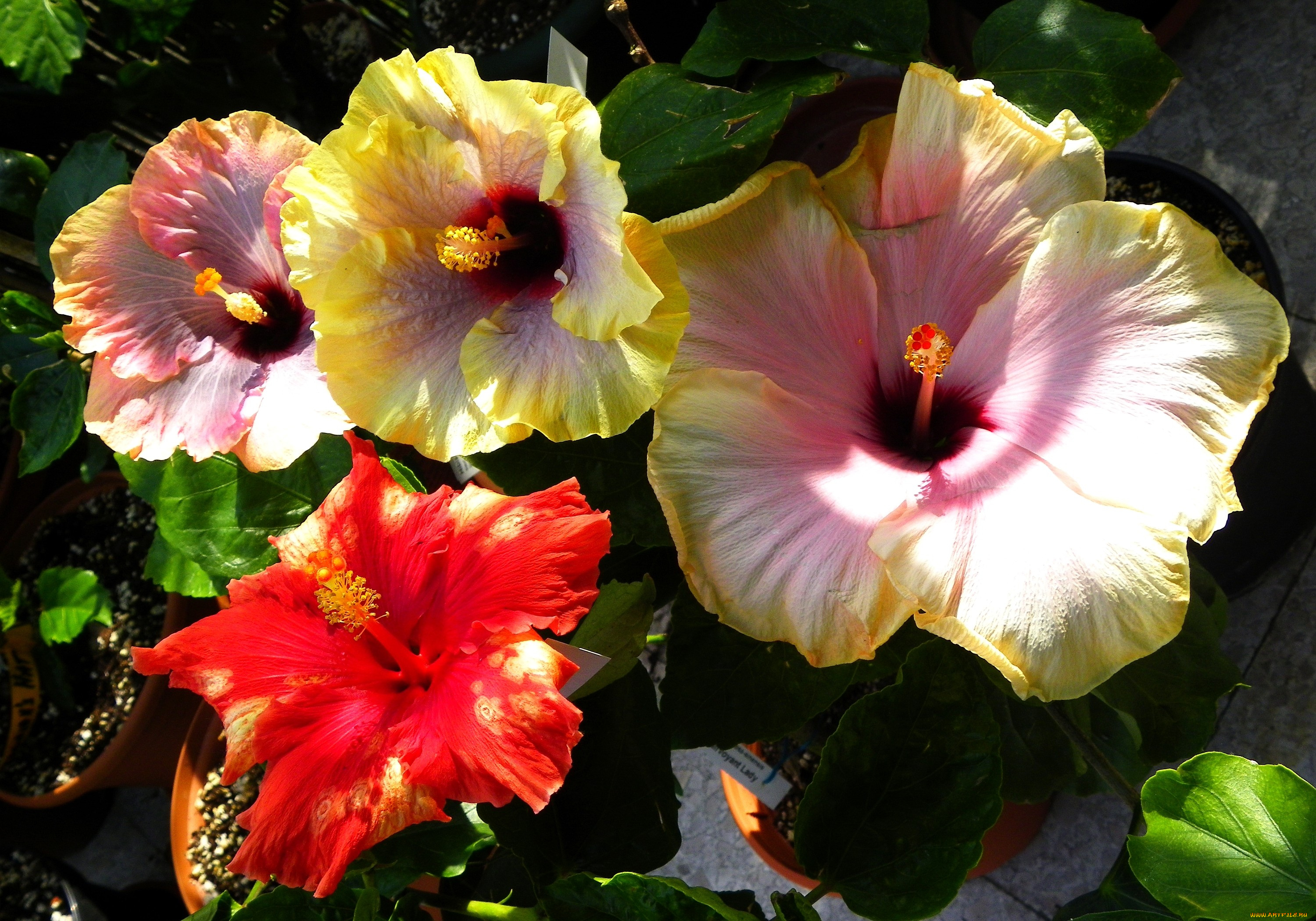 цветы, гибискусы, экзотика, депестки