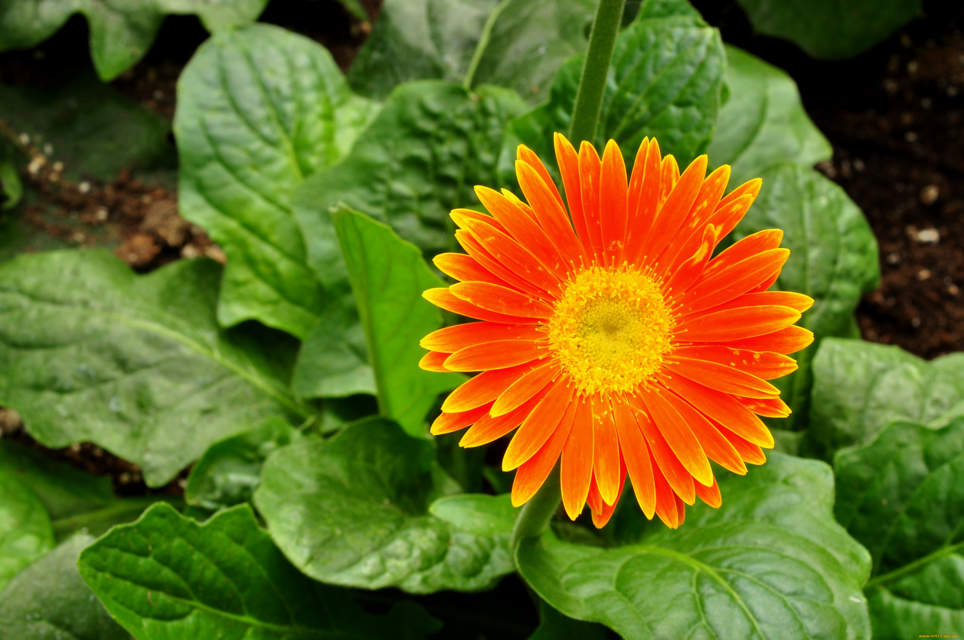 цветы, герберы, оранжевый