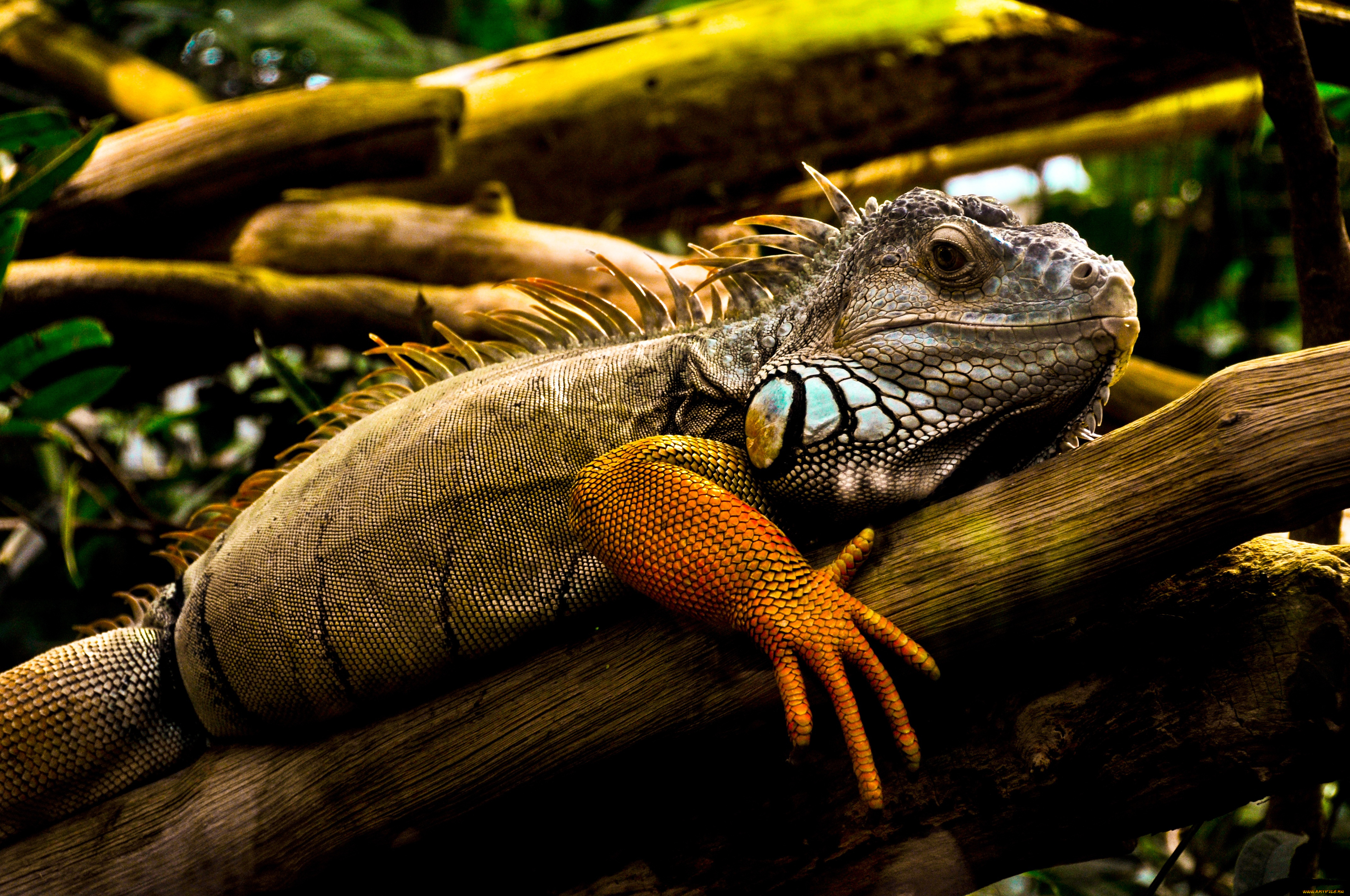 животные, Ящерицы, игуаны, вараны, игуана, ящерица