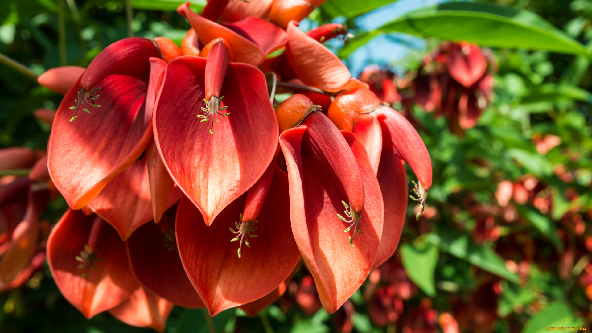 цветы, эритрина, экзотика