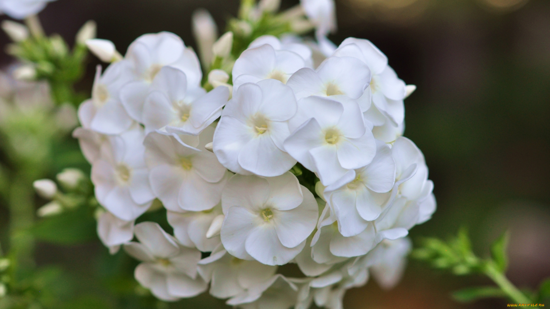 цветы, флоксы, макро