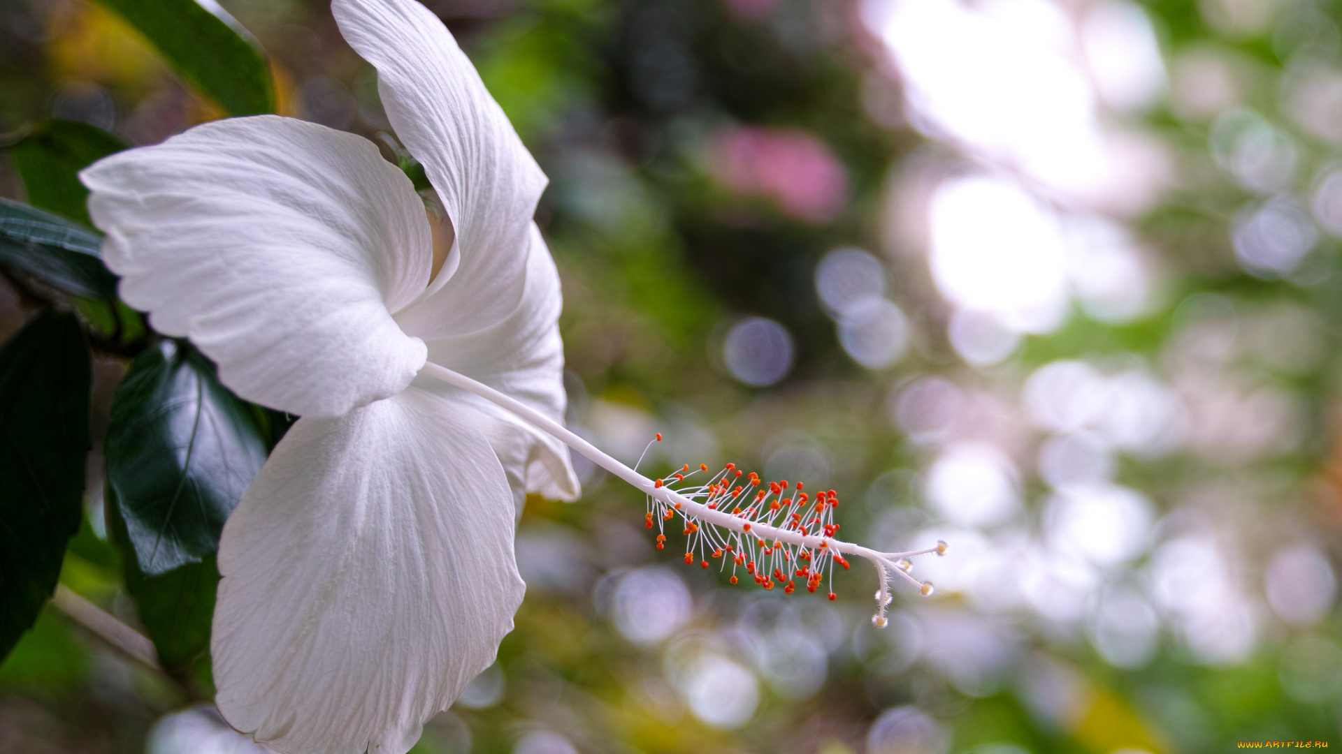 цветы, гибискусы, цветение, белый, гибискус, листва