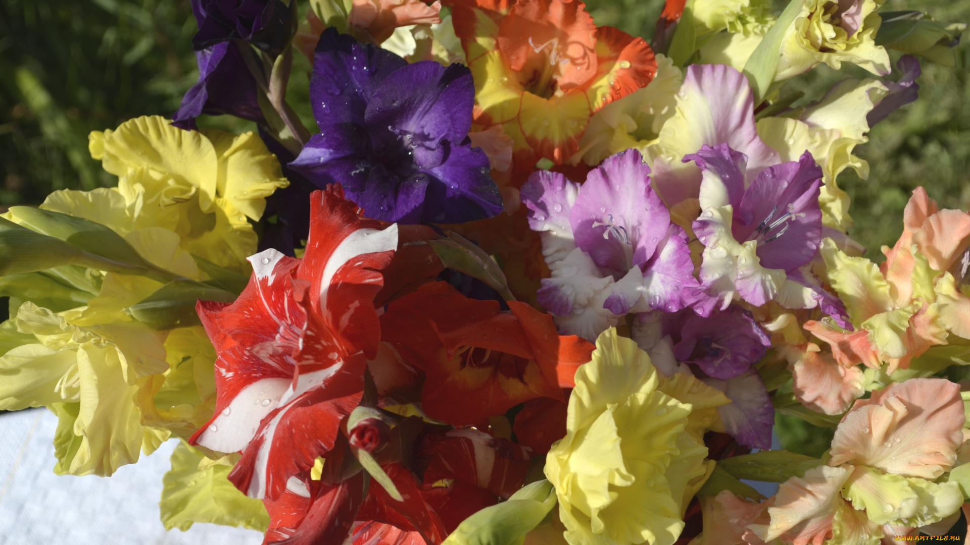 цветы, гладиолусы, разноцветный