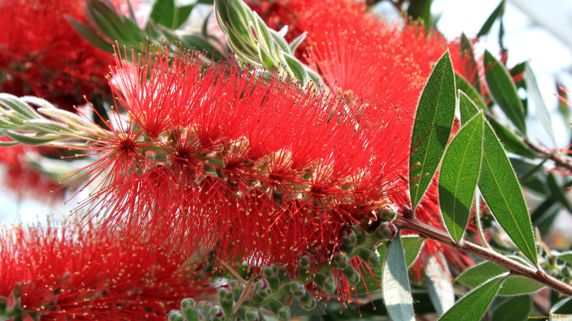 цветы, каллистемон, ершик