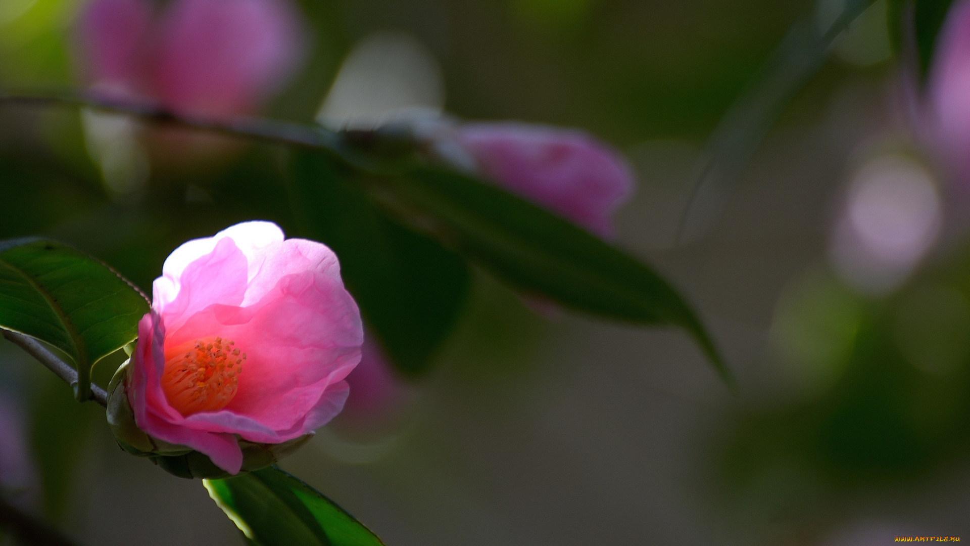 цветы, камелии, камелия, бутон, цветение, цветок