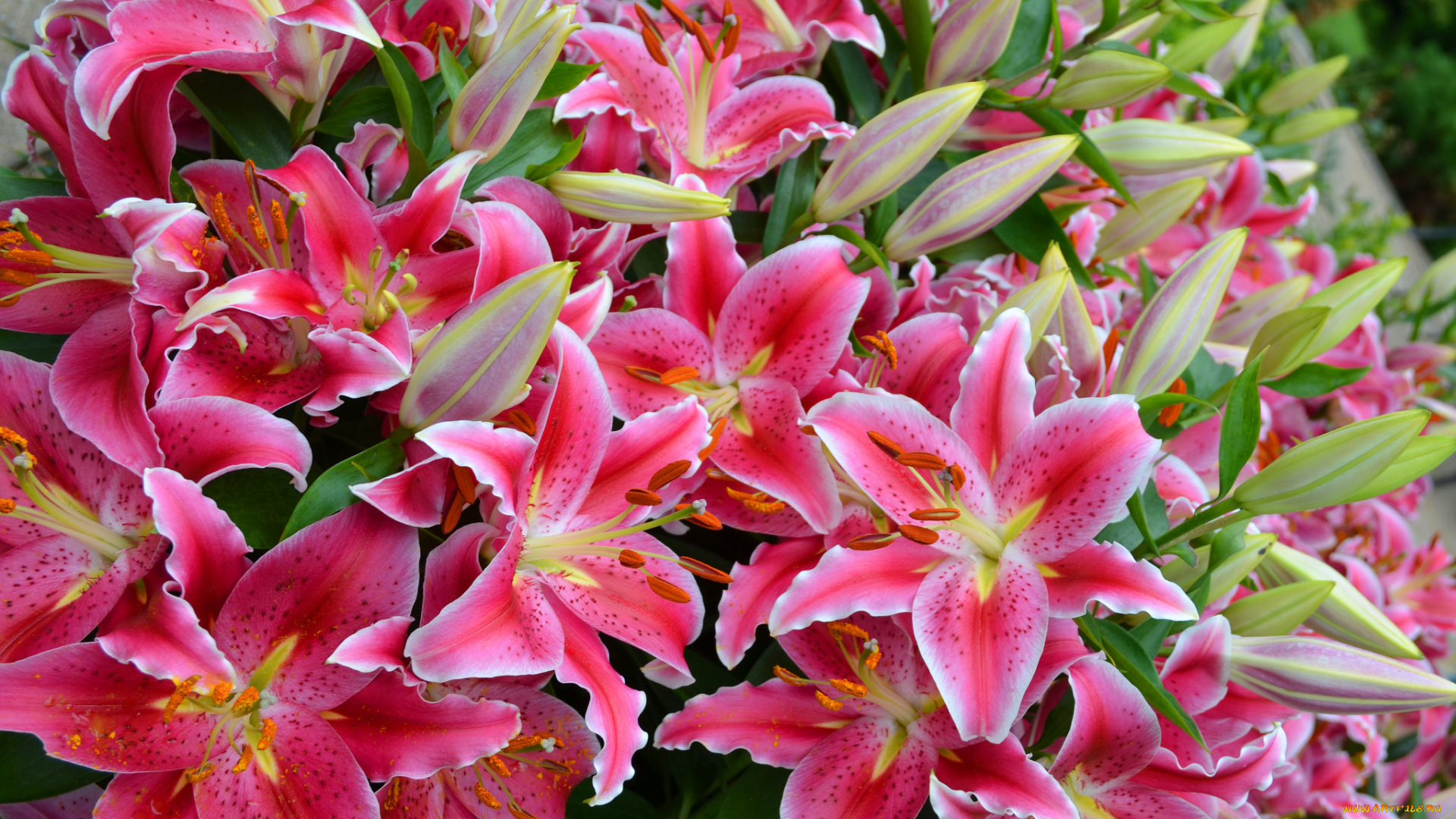 цветы, лилии, , лилейники, цветение, розовые