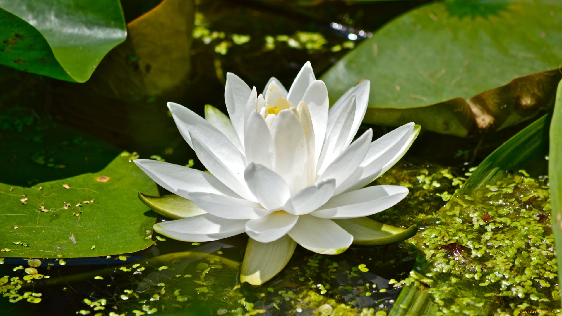 цветы, лилии, водяные, , нимфеи, , кувшинки, белый