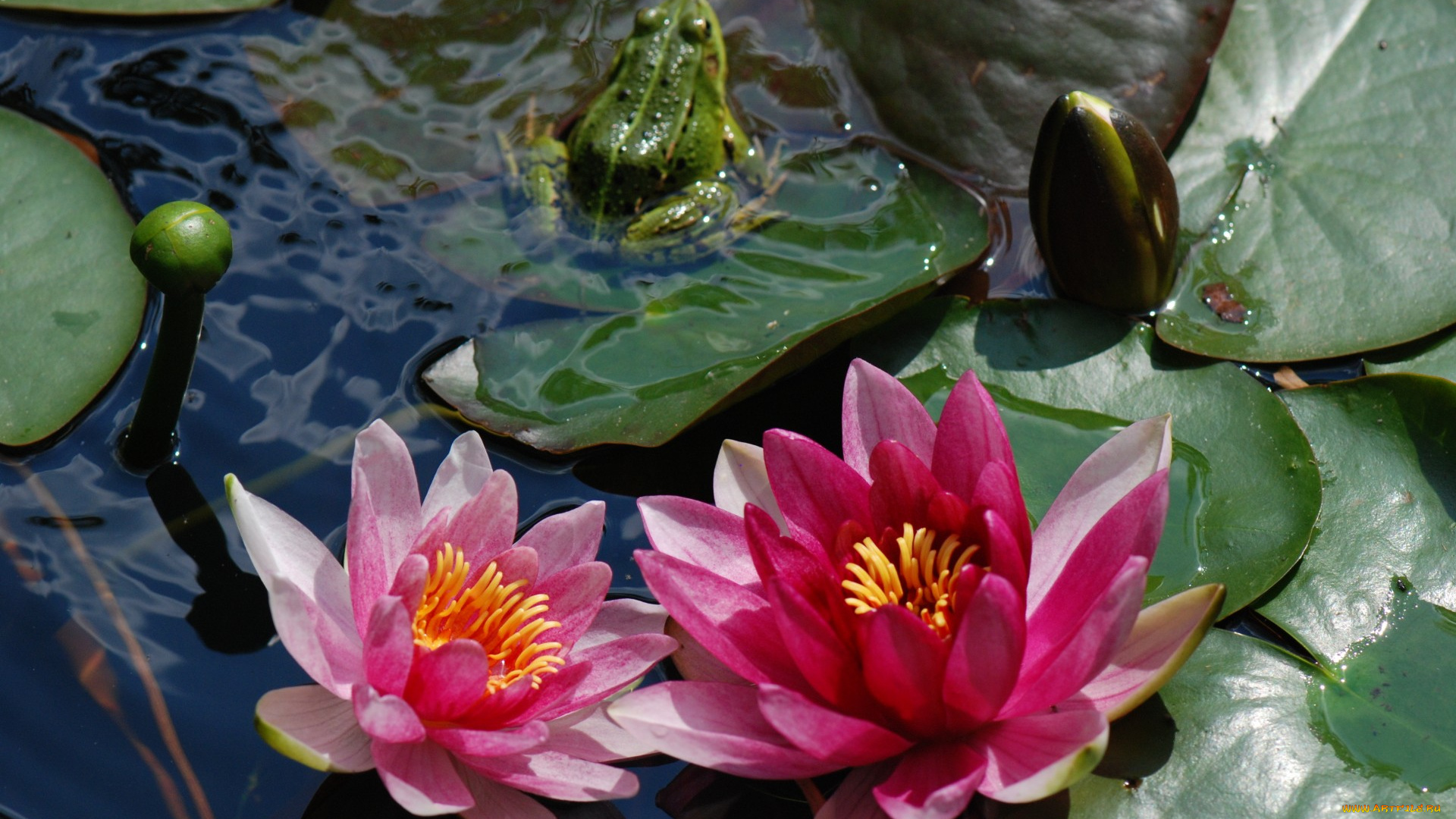 цветы, лилии, водяные, , нимфеи, , кувшинки, кувшинки, лягушка, водоём, листья, пруд