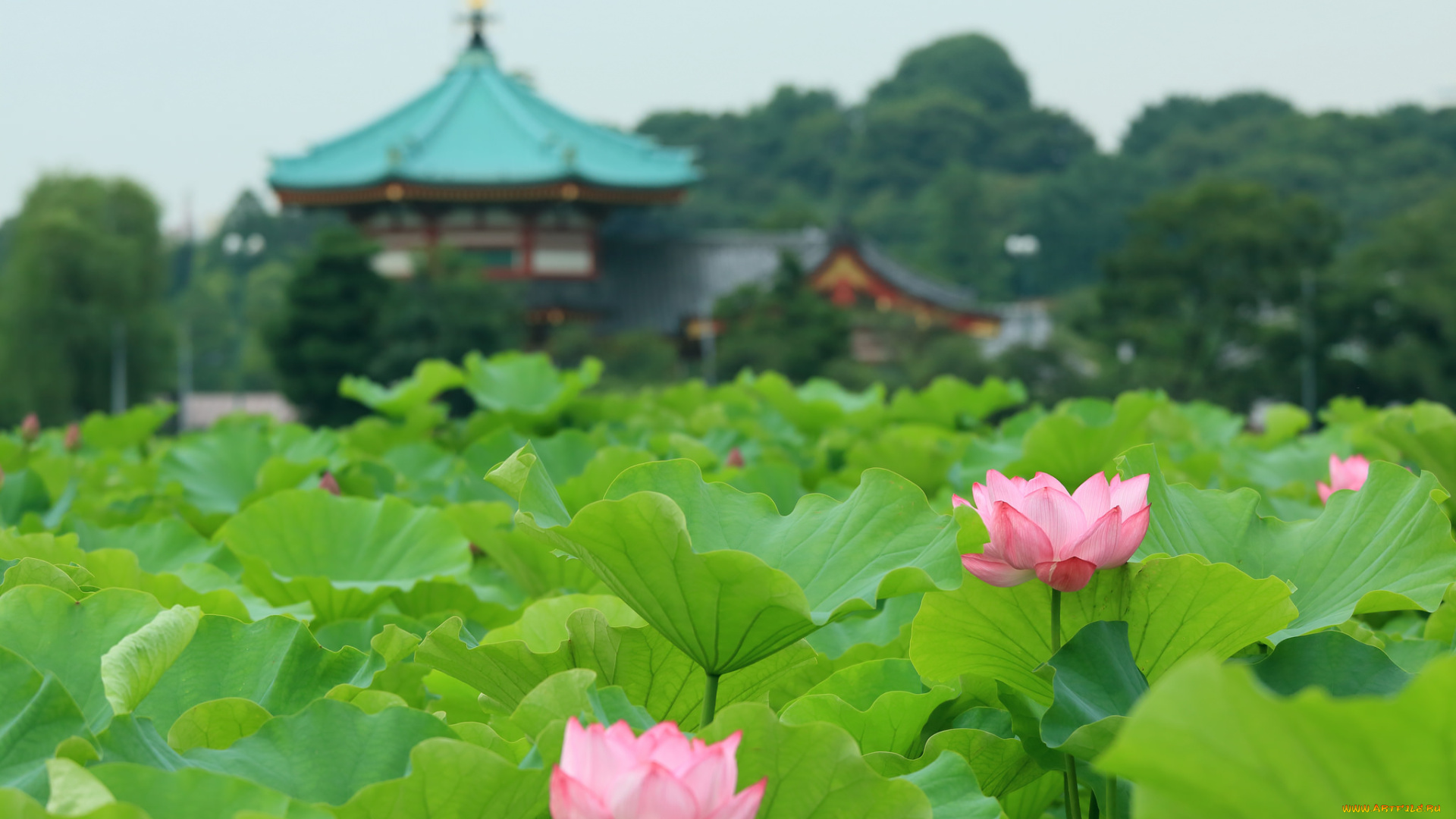 цветы, лотосы, пейзаж, озеро
