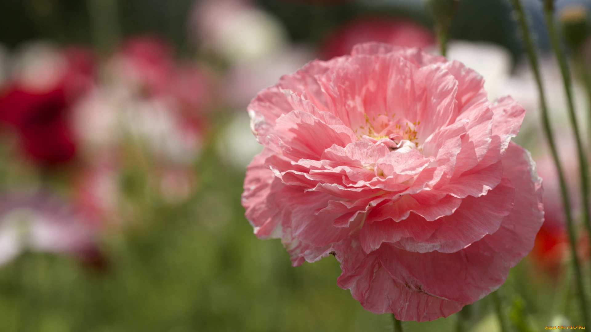 цветы, маки, розовый