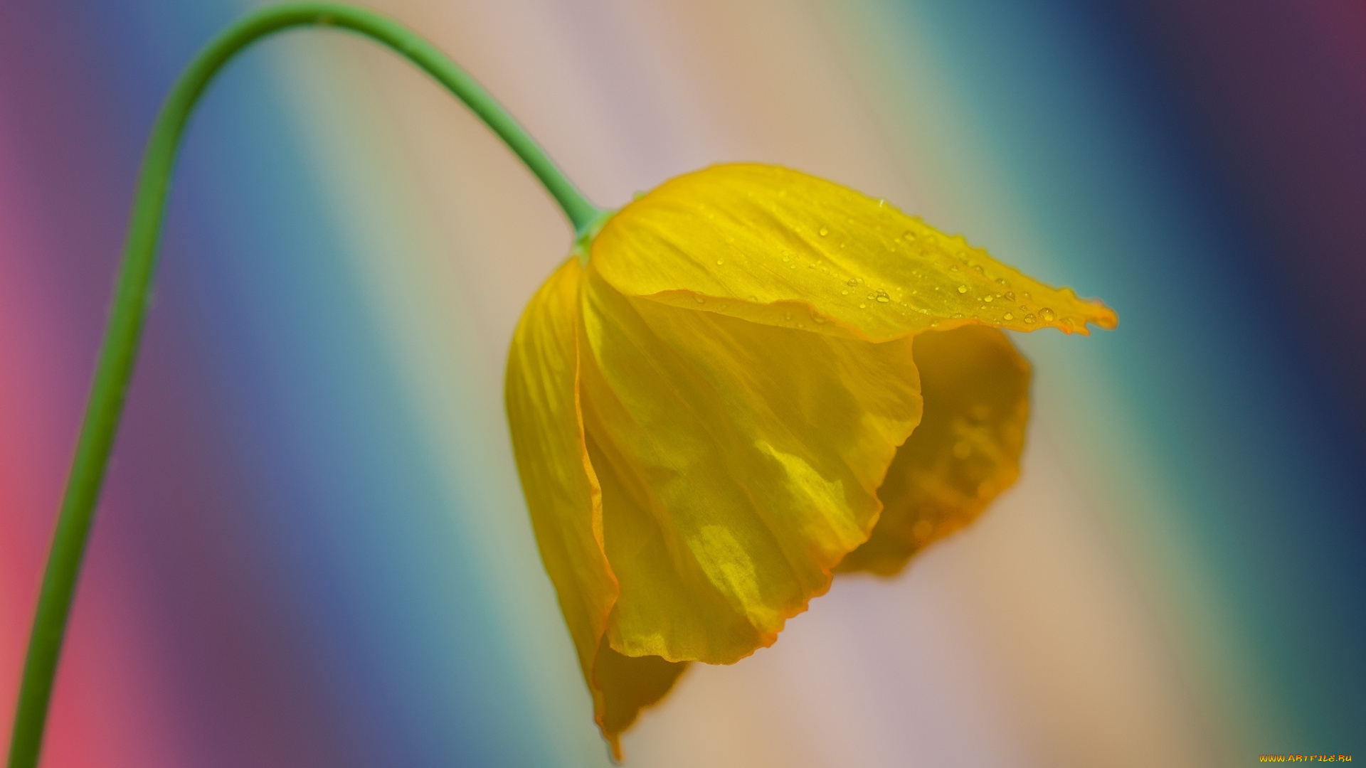 цветы, маки, желтый, макро, лепестки, капельки, цвета